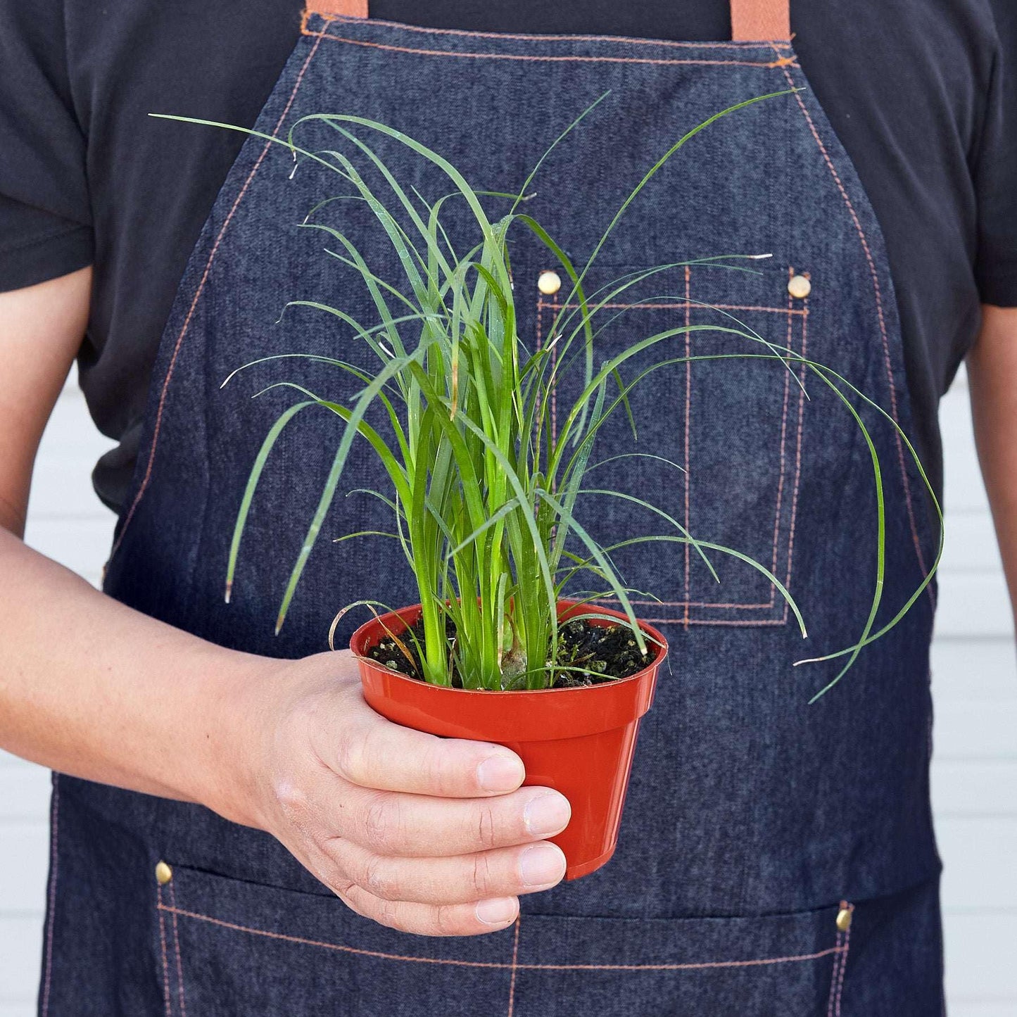Palm Ponytail Live Plant for Indoor | Different Houseplants in 4'' & 6'' Pot | Real House Plant for Living Room, Office, Desk & Bathroom | Beaucarnea recurvata | Ponytail Palm