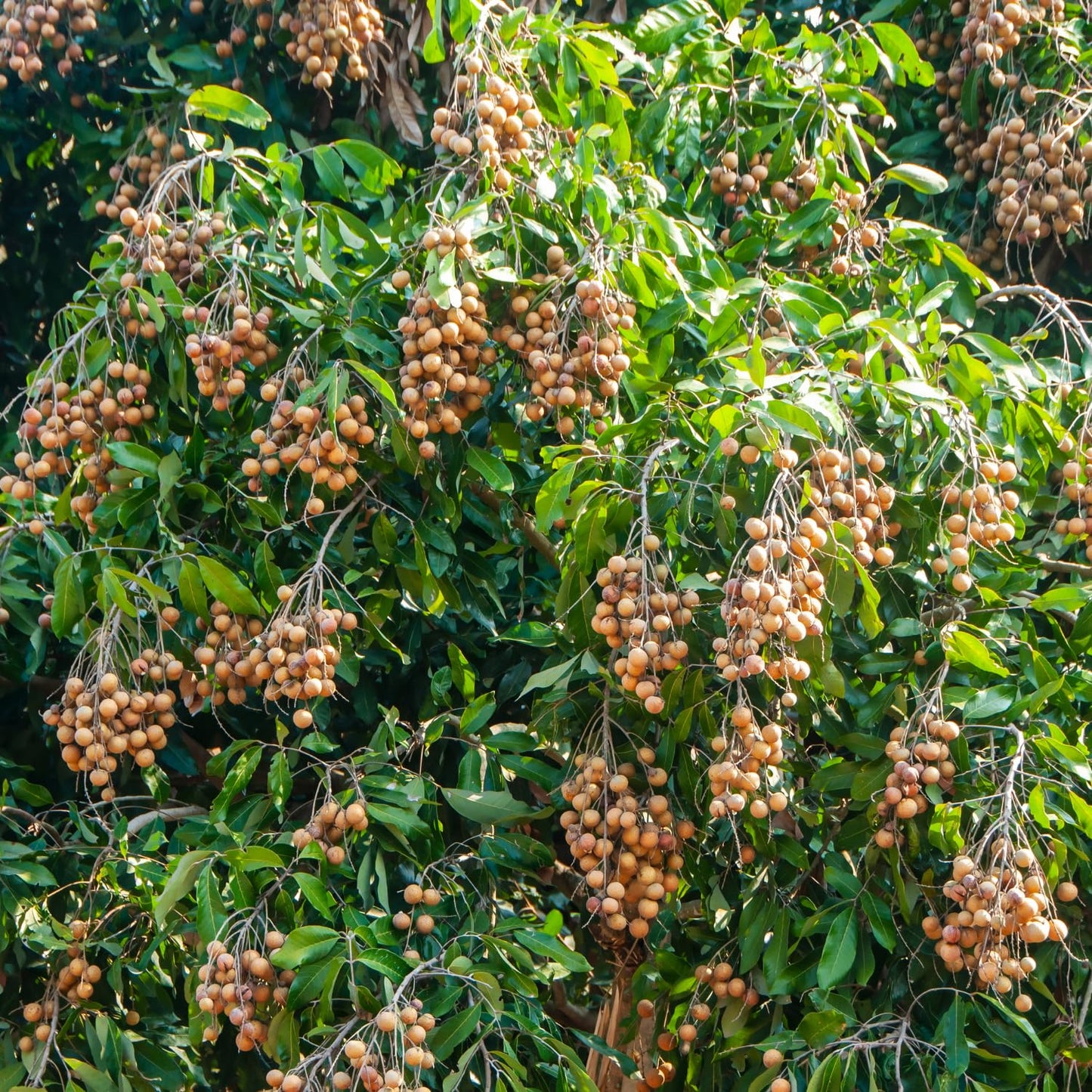 Longan Tree, Live Longan Fruit Plant in 4 Inch Pot, 6-9 Inch Tall Perennial Tropical Fruit Plant for Outdoor Garden