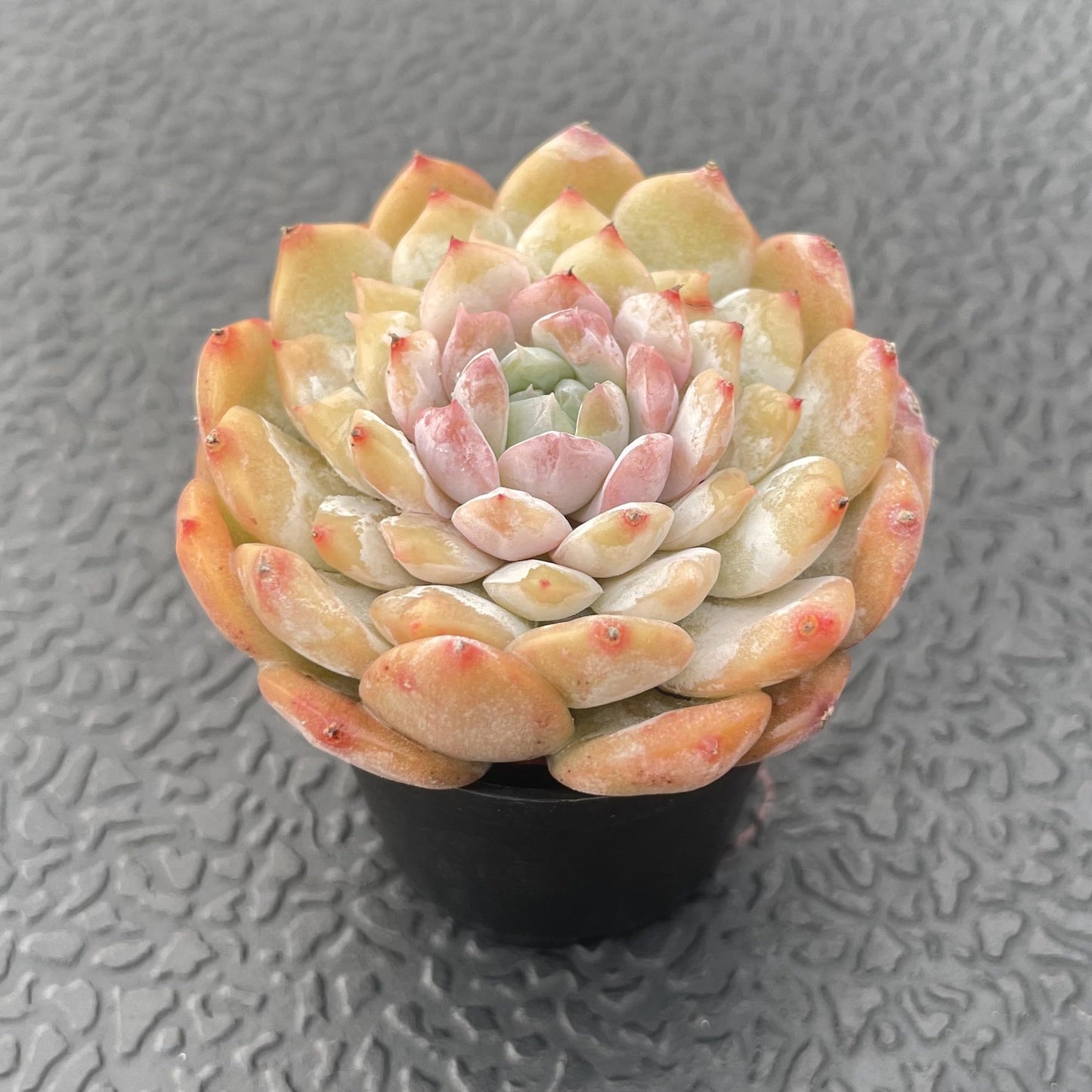 Sprout N Green Echeveria 'ICY Laui' Sugar Heart, Rare Live Succulent Fully Rooted in 2" Pot with Soil, Home Office Indoor Outdoor Wedding Decor DIY Projects Party Favor, Easy to Care, Pet Friendly