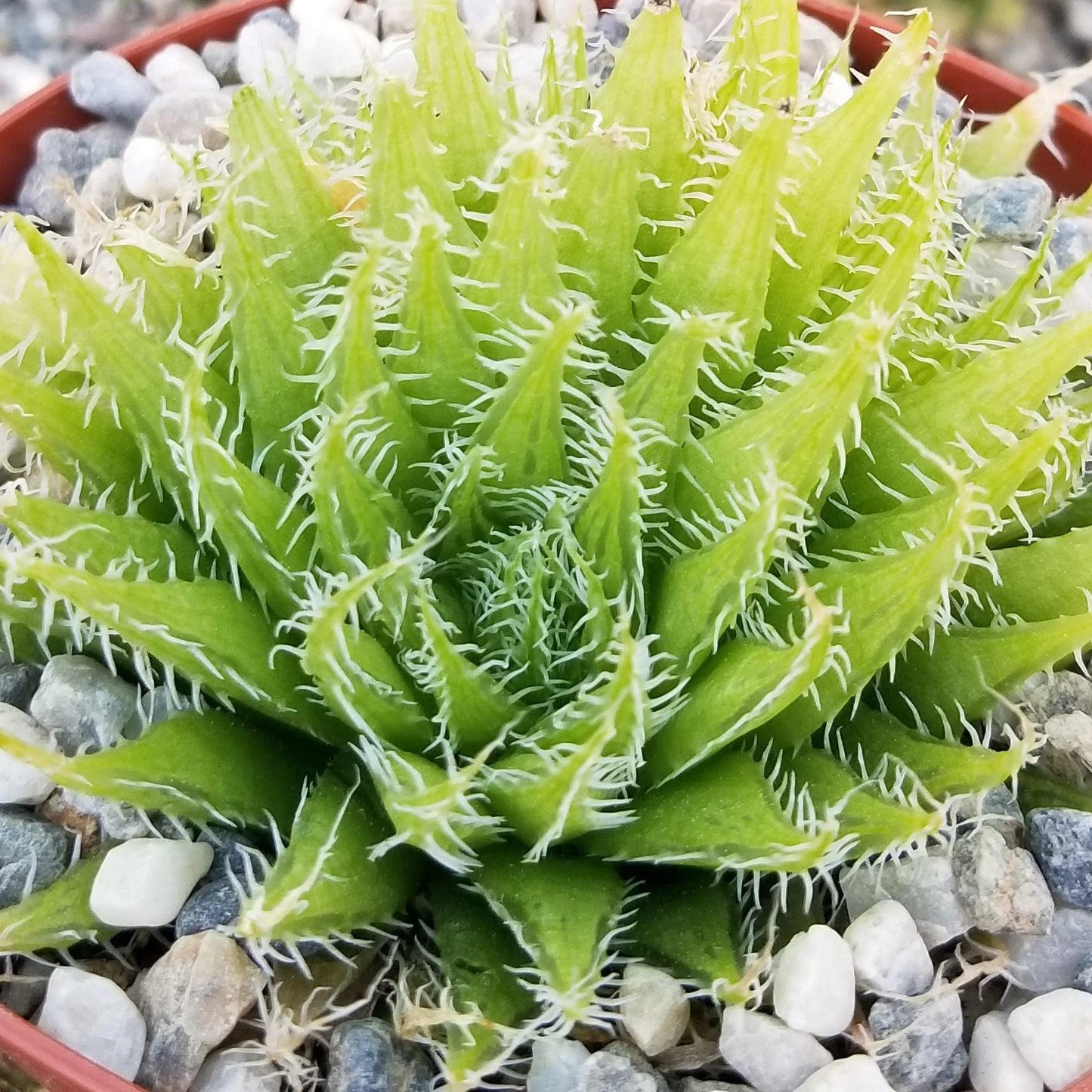 Haworthia aracnoidea xiphiophylla Cacti Cactus Succulent Real Live Plant
