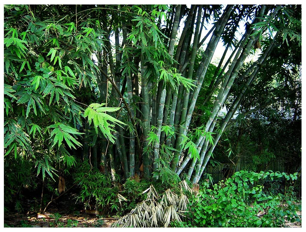 Non-Invasive Clumping Giant Bamboo Seed - Approximately 20 Seeds - Male or Solid Bamboo - Growing Instructions Will be Included