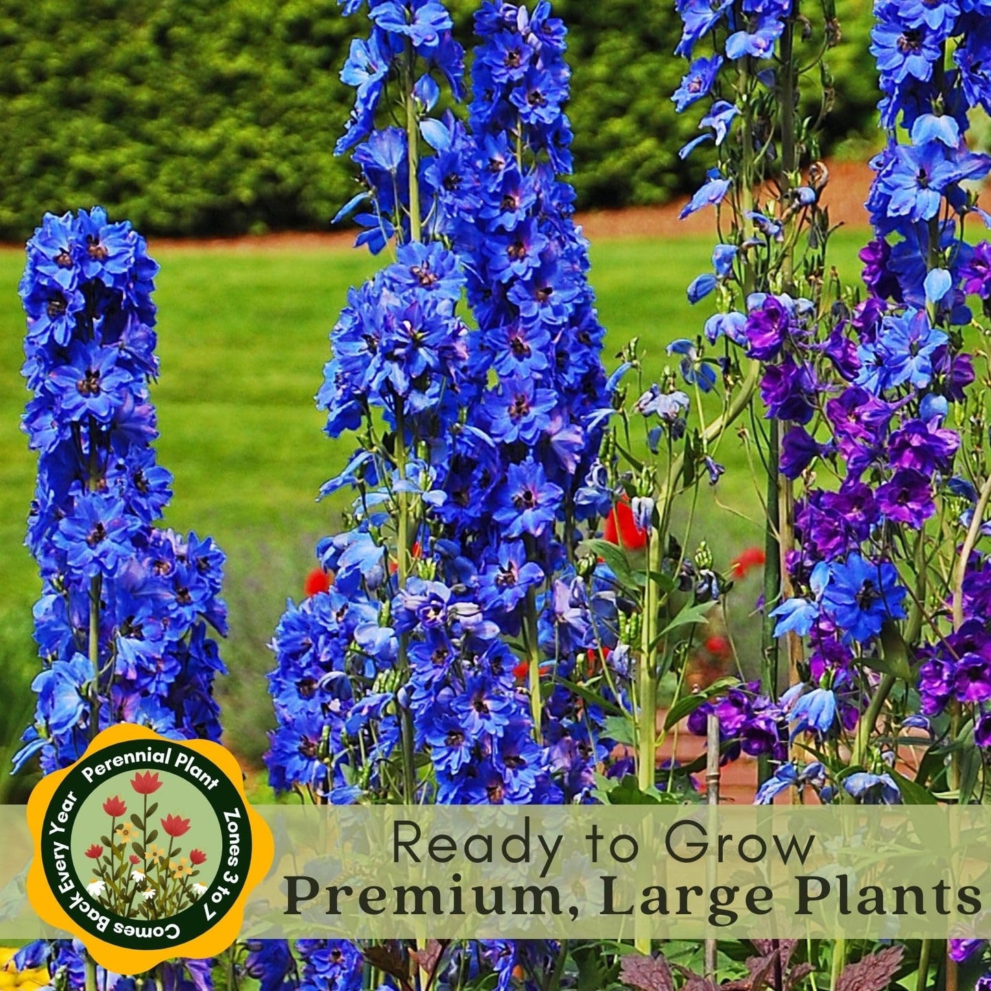 Clovers Garden Delphinium Blue Mirror (Larkspur) Plants – Two (2) Live Plants – Non-GMO - Not Seeds - Each 4" to 8" Tall – in 4" Inch Pots – Large Flower Spikes