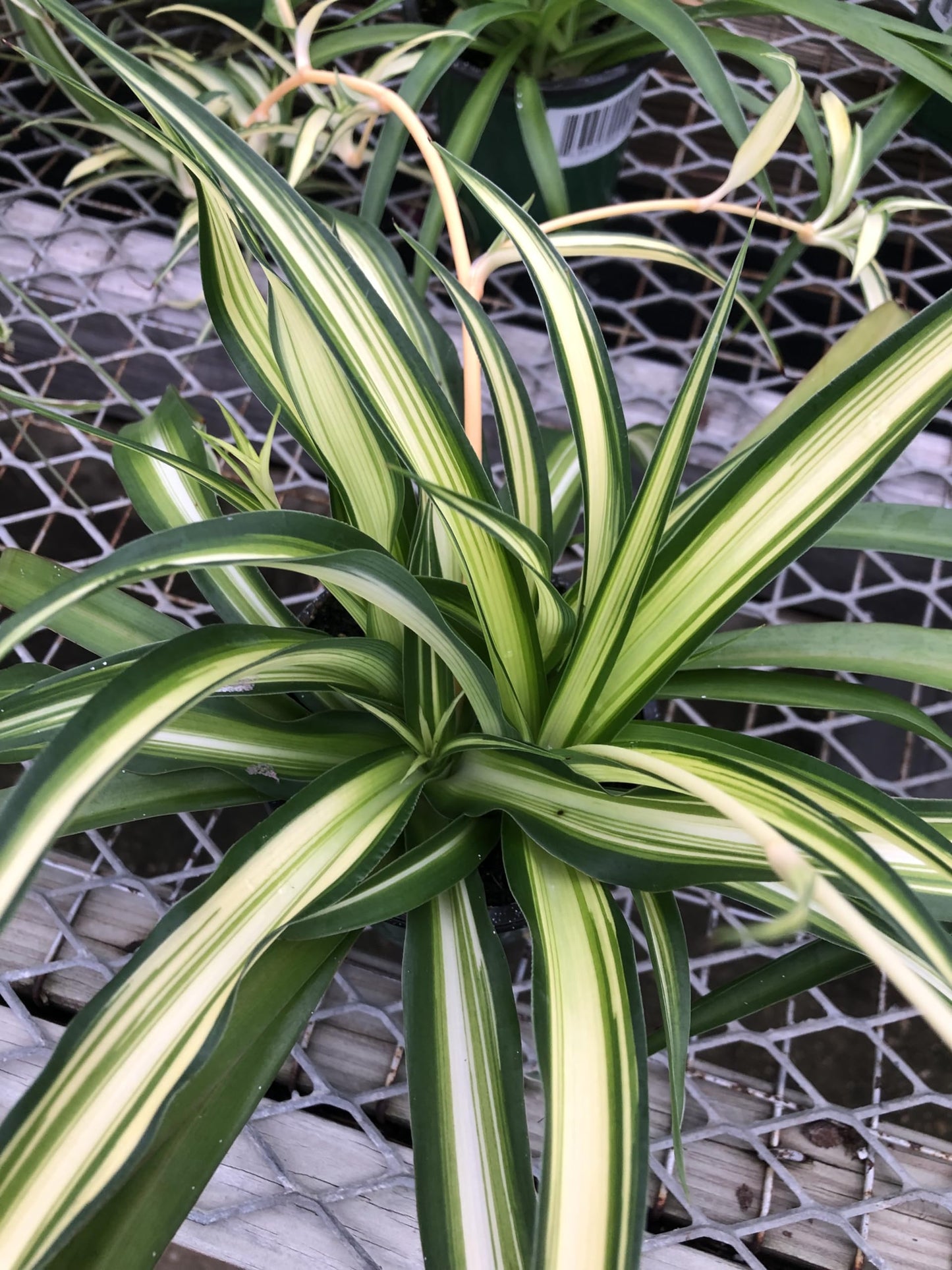 Generic Hawaiin Spider Plant ~ Variegated Green and White ~ Live Large Plant for Home or Office