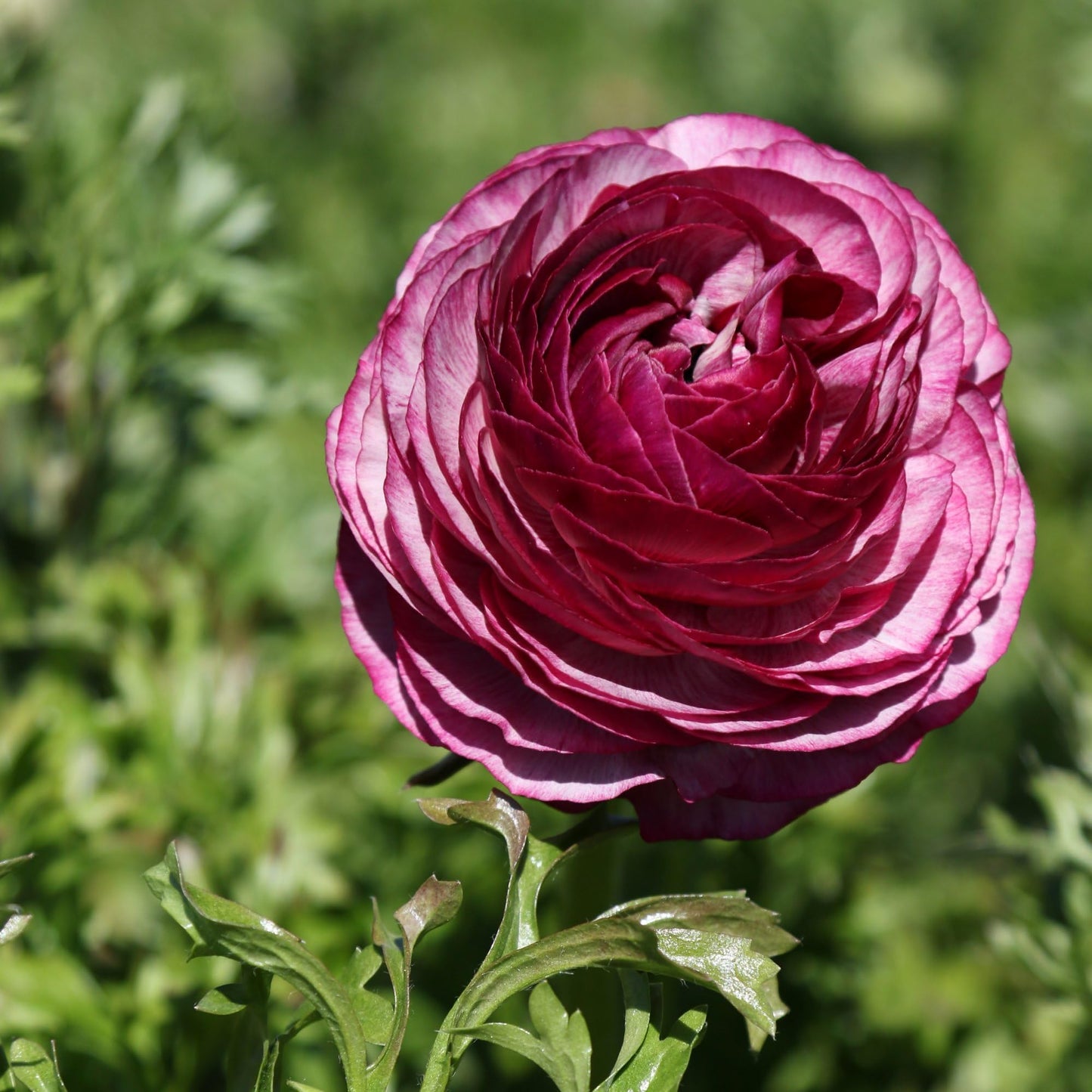 Easy to Grow Ranunculus Tecolote Picotee Mix 10 Flower Bulbs - Spring Bicolor Picotee Blooms in Sun, Carlsbad Flower Fields, Great for Cutting