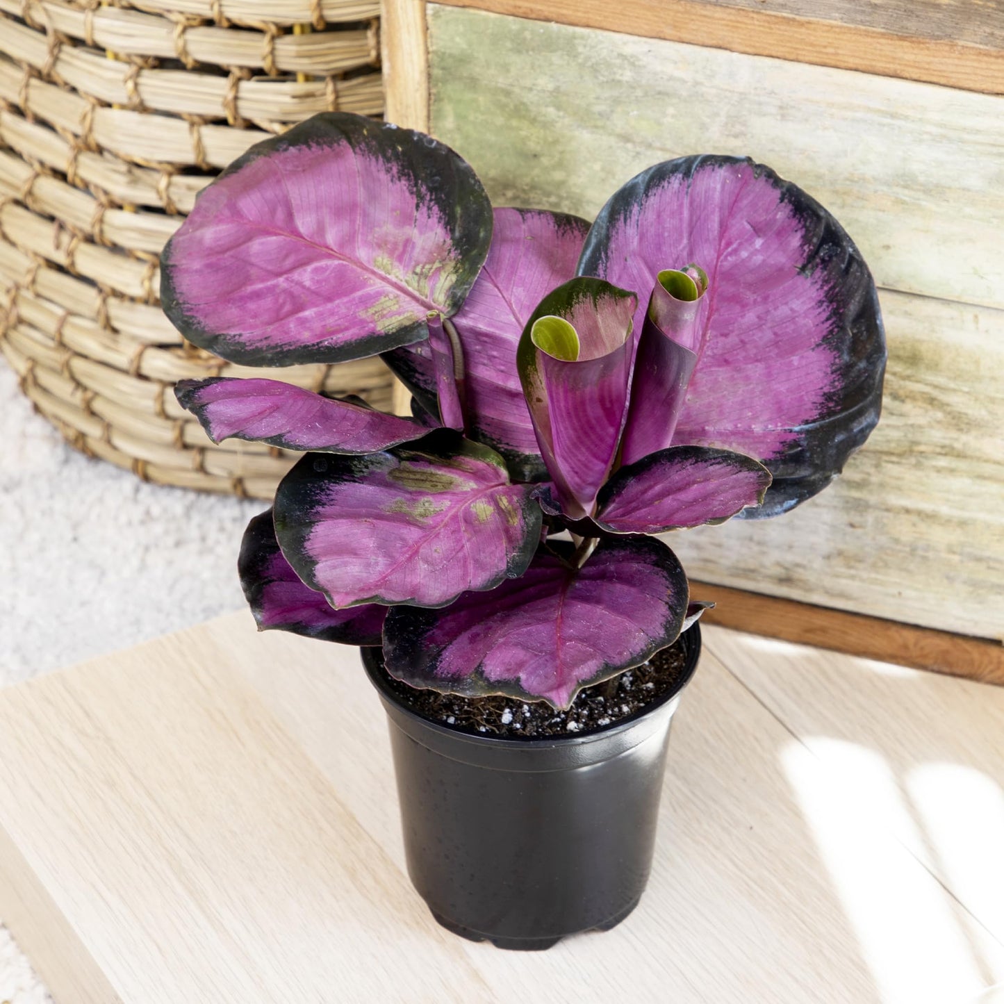 Pet Safe Live Prayer Plant Calathea Collection (3PK) in 4 Inch Pots, Pet Friendly Houseplants, Rattlesnake Plant, Orbifolia, Non-Toxic Houseplant Mix