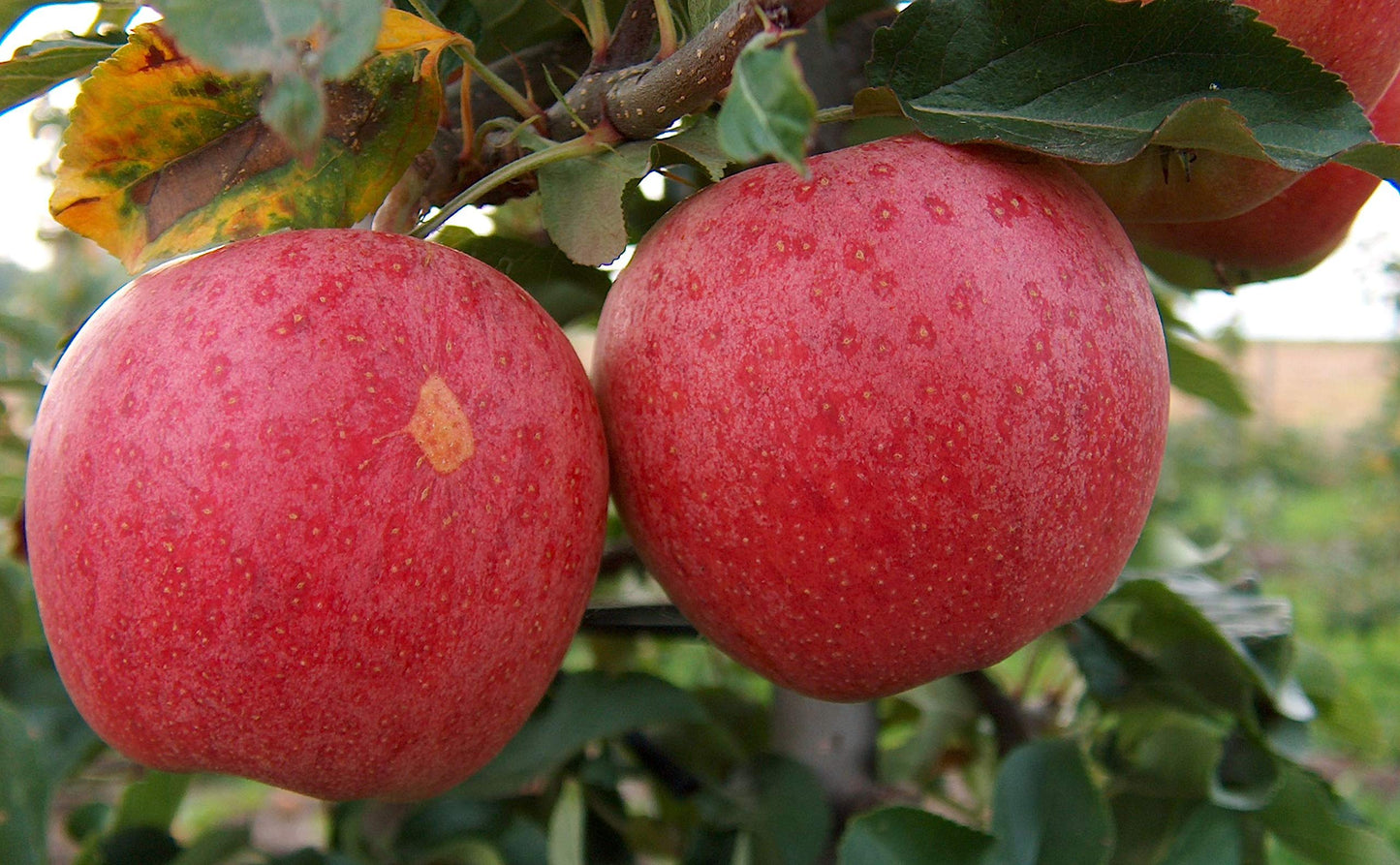Gala Apple Tree - Grow Fresh Fruit - Live Plant Shipped 3 Feet Tall by DAS Farms