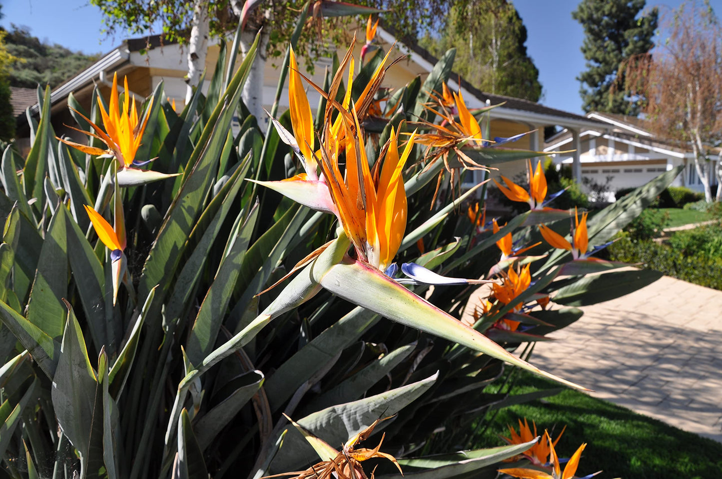 Orange Bird of Paradise - Live Plant in a 3 Gallon Pot - Strelitzia Reginae - Rare and Stunning Tropical Evergreen Plant