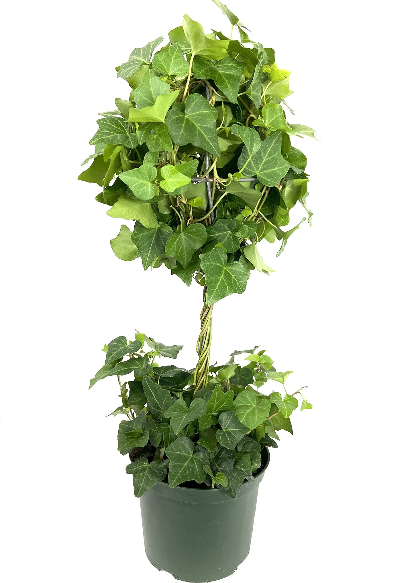 English Ivy Globe - Live Plant in a 6 Inch Growers Pot - Hedera Helix - Florist Quality Indoor Air Purifying Topiary Houseplant Vine
