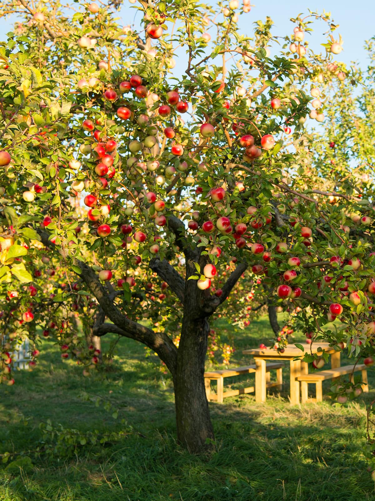 McIntosh Apple Tree, Deciduous, Large Bright Red Fruit, 1 gal Nursery Pot, 2-3 ft. Tree Height (Due to Agricultural Laws, we Cannot Ship to CA, AZ, AK, or HI)