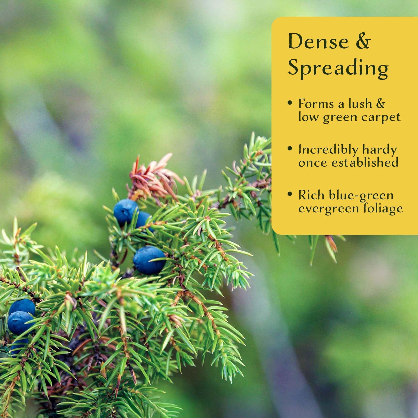 4 Blue Pacific Juniper in 3.5” Nursery Cubes (Juniperus conferta ‘Blue Pacific’) | Low-Growing Evergreen Groundcover for Slopes, Borders & Rock Gardens | Ready-to-Plant Live Starter Plants