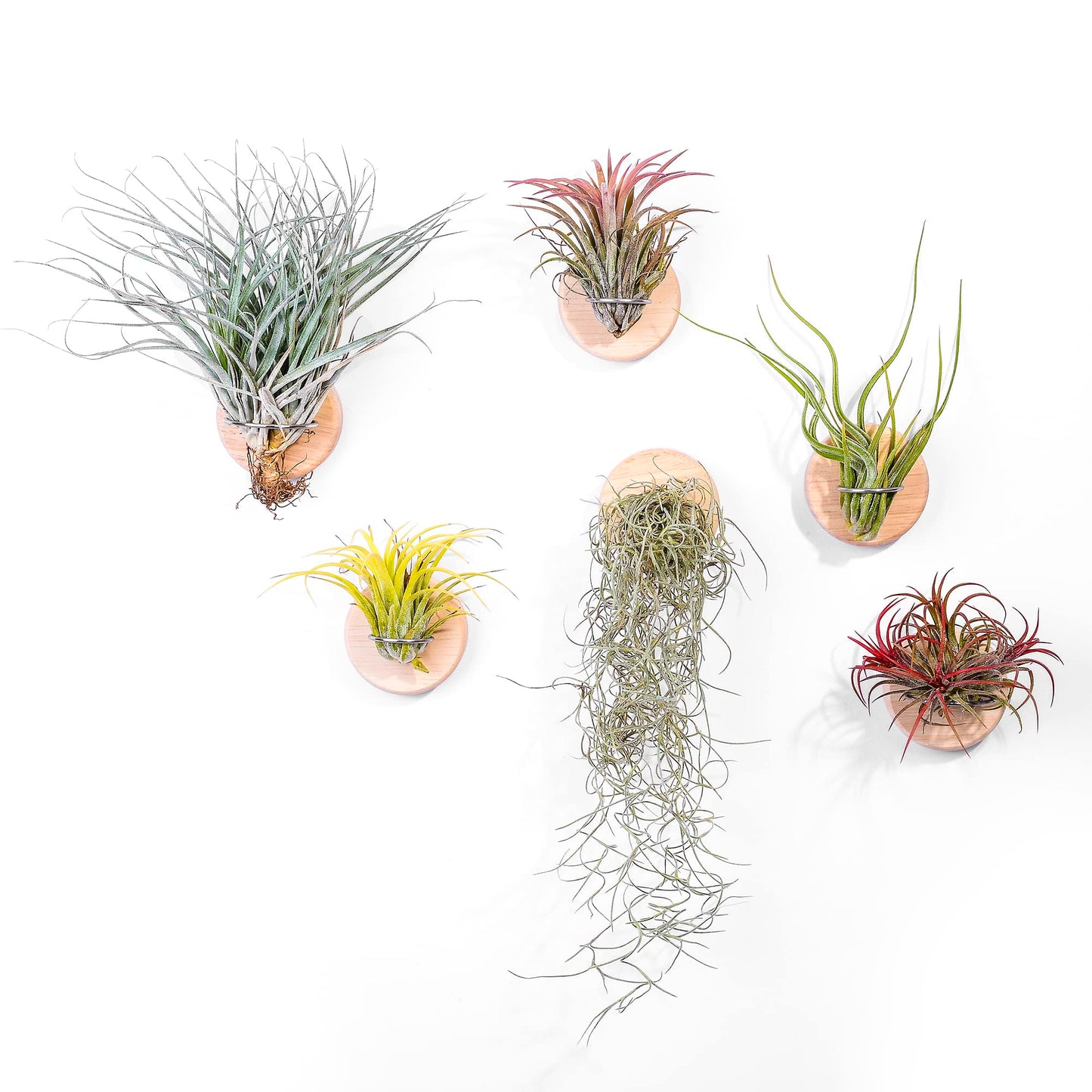 MITIME Air Plants Holders-Real Wood Live Air Plant Holders.Rustic Air Plant Stand,Wall-mounted to save space.(Plants not included)(Orbicular Set of 6)