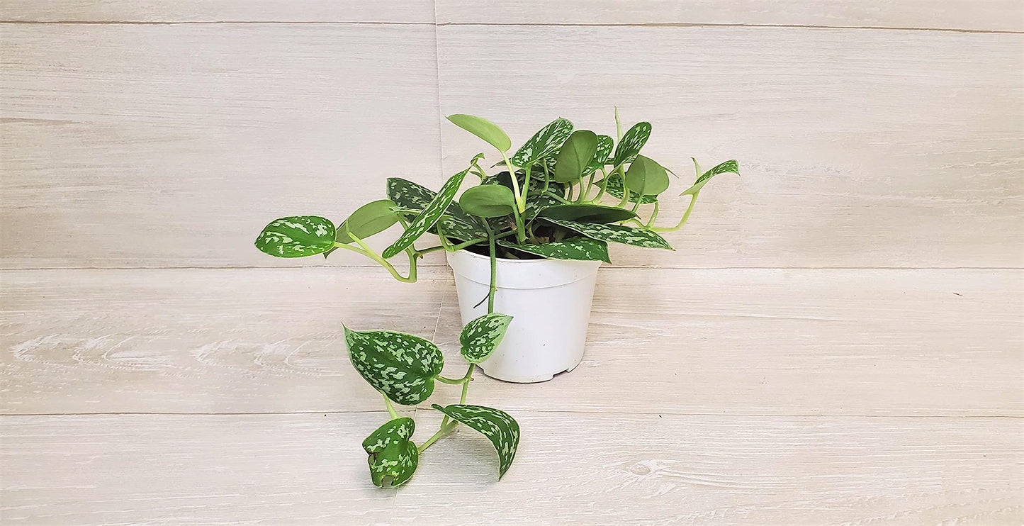 Scindapsus Pictus Argyraeus ‘Silver Satin Pothos’ - Live Indoor Plants in 4" Pot, Elegant Houseplants for Home Decor | Plants Live Houseplants by 3exoticgreen