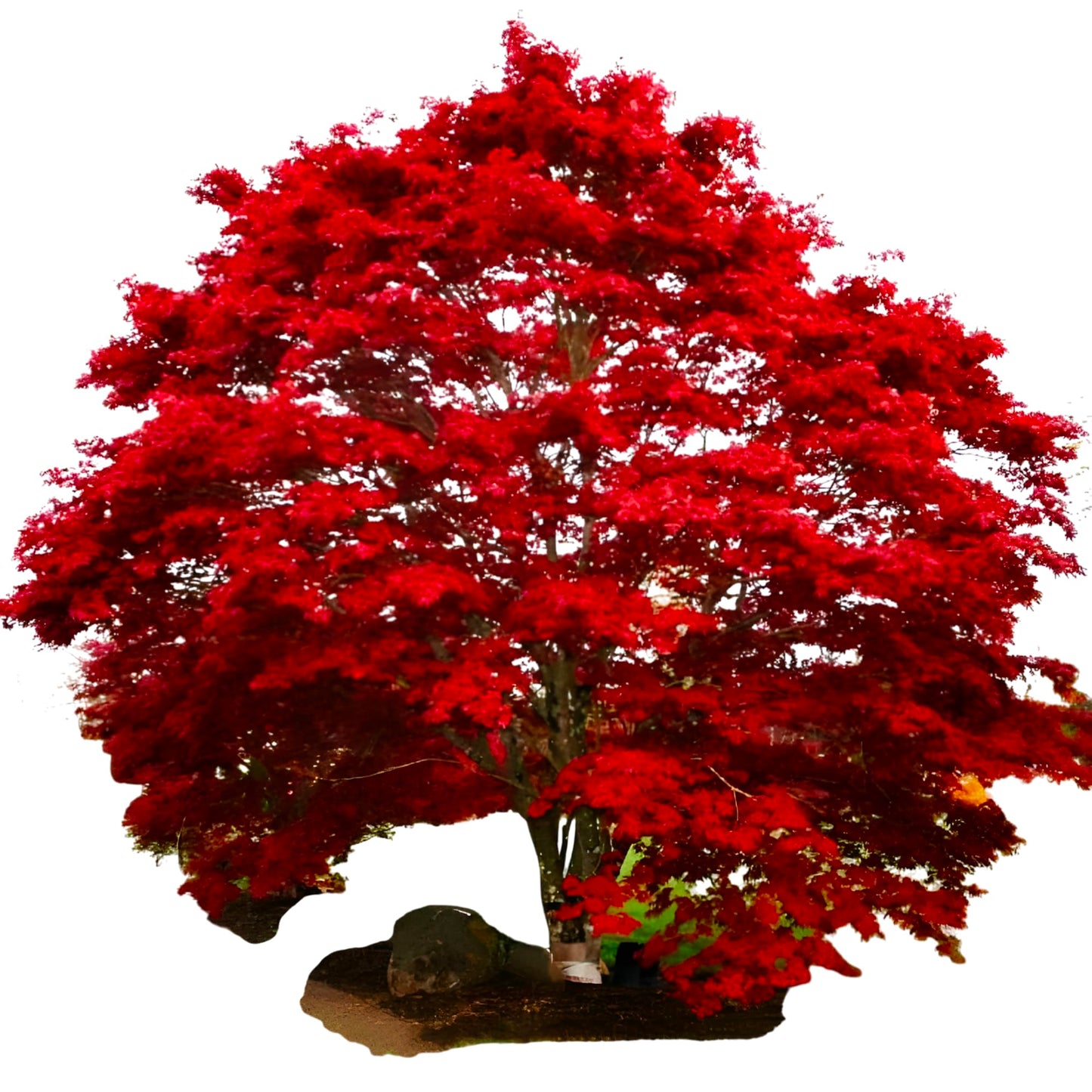 Oshio Beni Japanese Maple – Red Foliage Ornamental Tree with Elegant Branching for Landscapes & Garden Features (2 Gallon/Potted/Single Plant)