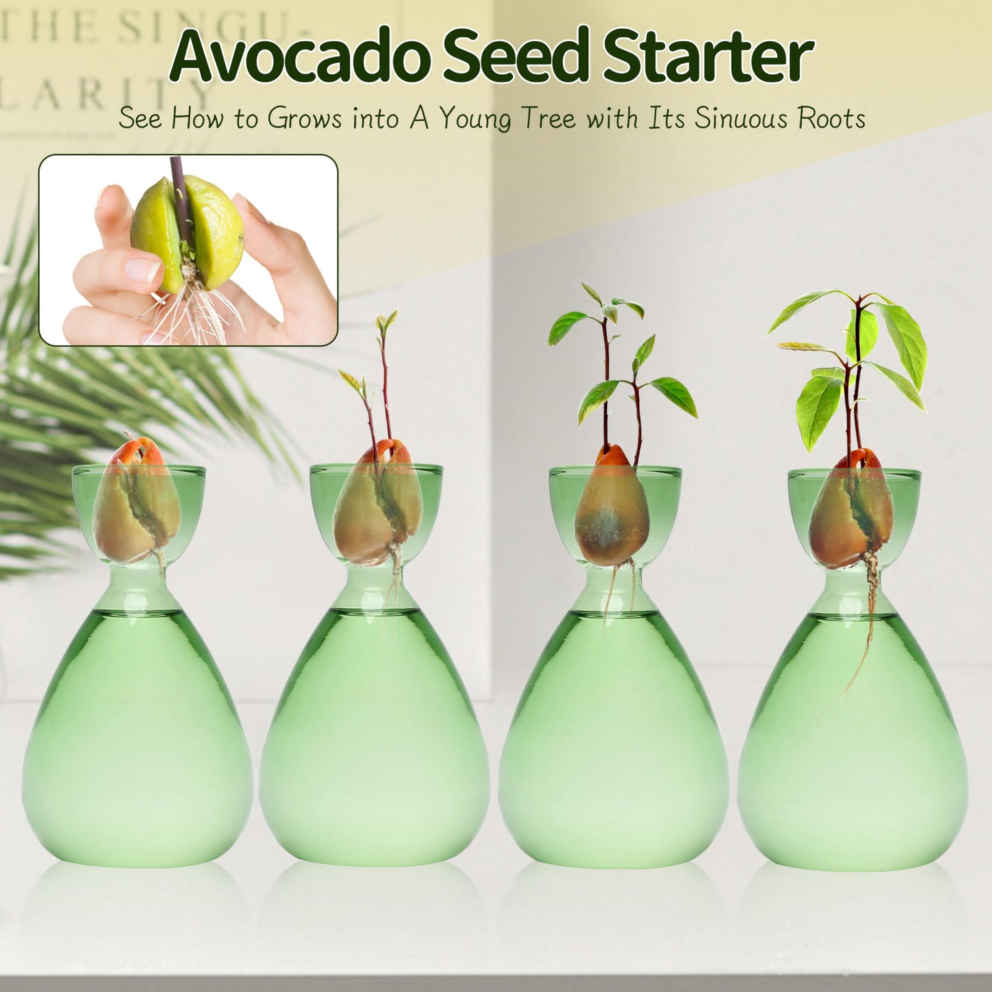 CYZglass Avocado Vase Avocado Seed Starter Vases Trees Live Plants Growing kit Glass 2pc