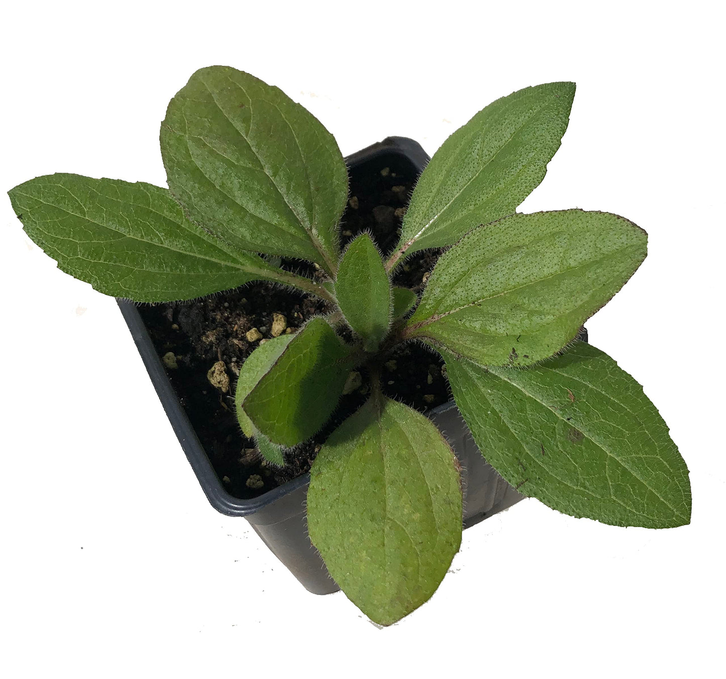 Blackeyed Susan (Rudbeckia hirta) Live Plant in 2.5 inch Pot - Organic Native Pollinator Plant by Smoke Camp Crafts
