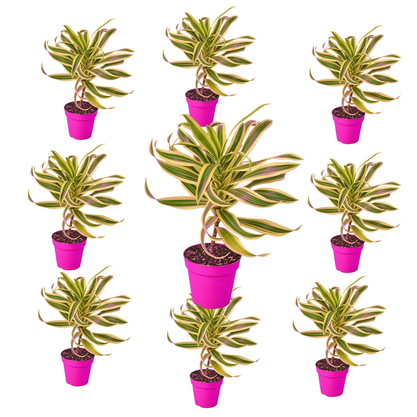 9 Pack Dracaena 'Song of India' in 6in Pot - Live Plants Tropical Houseplants | Variegated | USA Growers | The Snobby Leaf