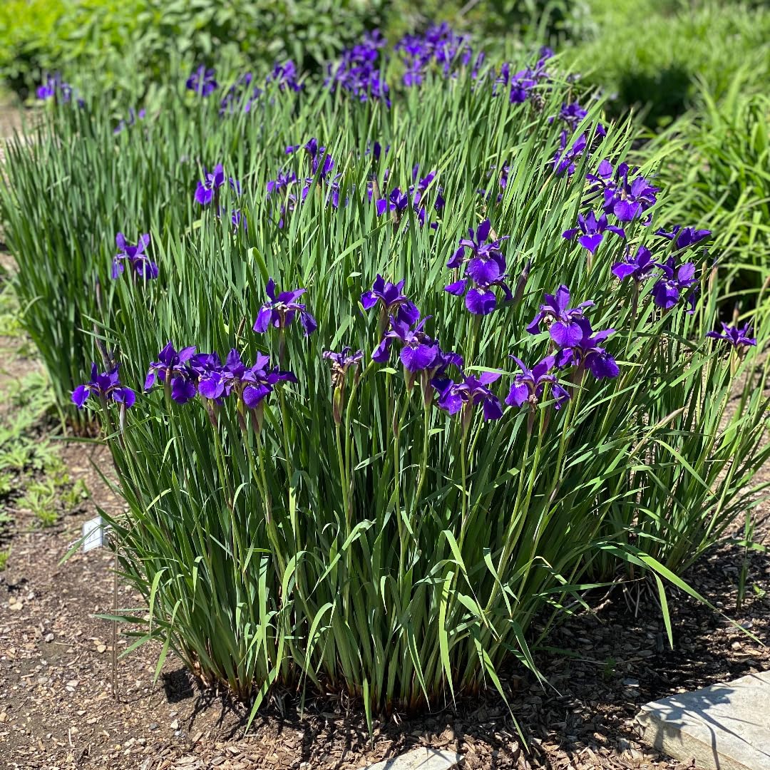Votaniki Caesar's Brother Siberian Iris - Perennial Flowering Plant, Siberian Iris Rhizomes for Planting | Spring & Summer Flowers, Easy to Grow (1 Pack)