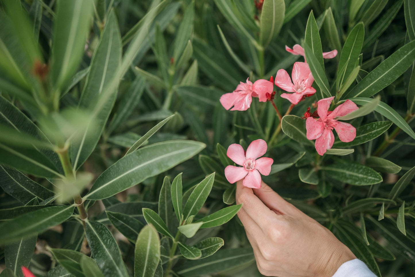 Pink Oleander Plants Pack of 3 - Live Nerium Oleander Plants for Sale 6-8" Tall, Evergreen Flowering Shrub, Container & Ground Friendly, Drought Tolerant, Year-Round Blooms