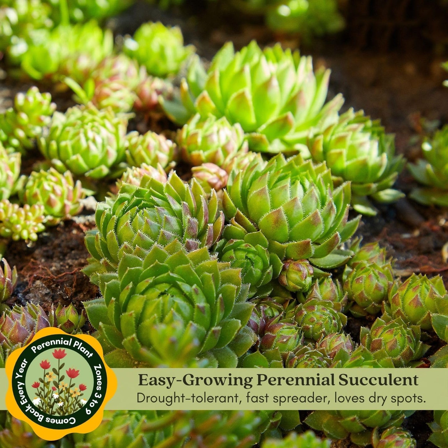 Clovers Garden Hens and Chicks Plants - Two (2) Live Plants – Non-GMO - Not Seeds - Each 4" to 8" Tall – in 4" Inch Pots - Perennial, Kid Friendly Gardening, Heat, Drought Tolerant