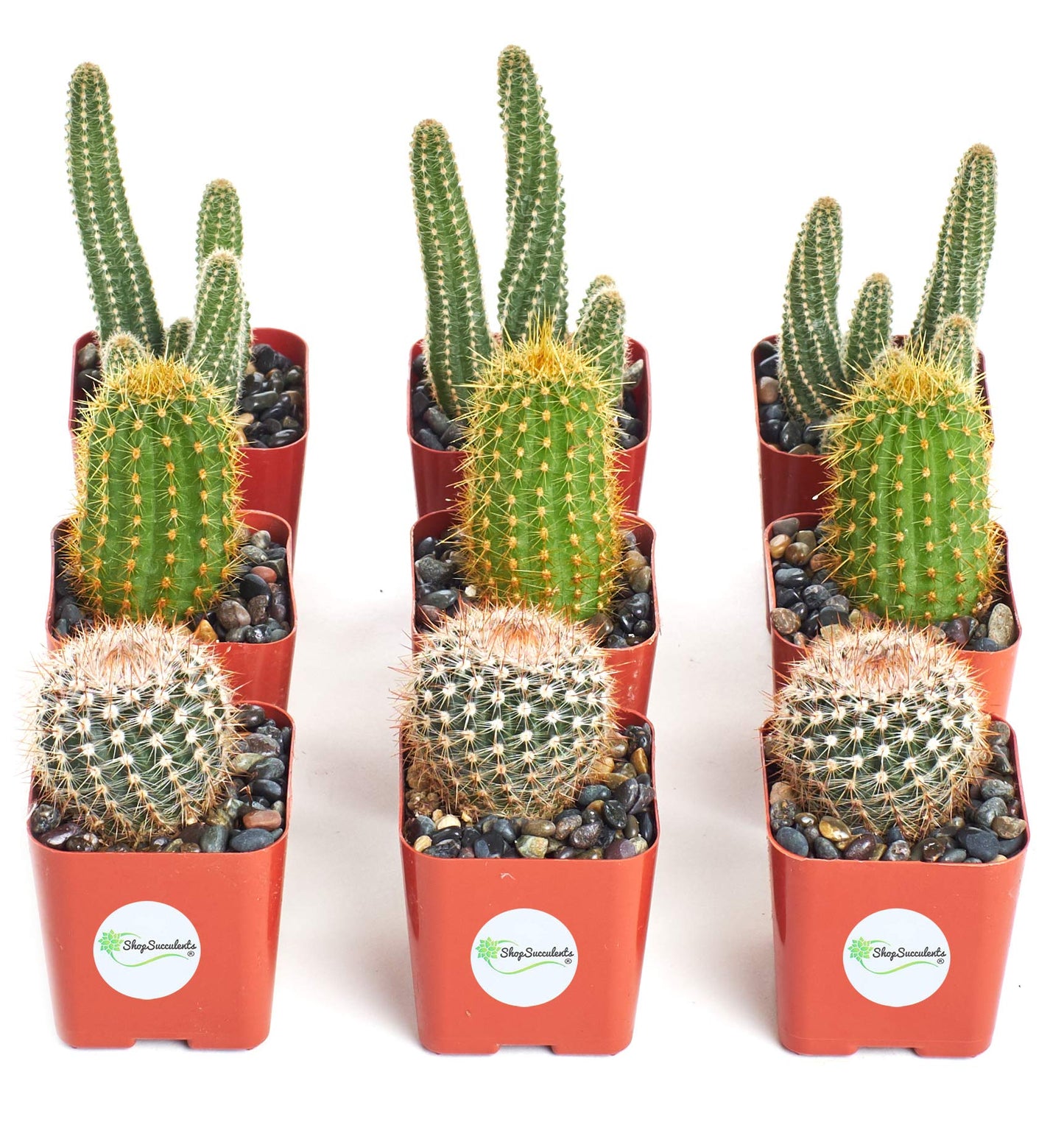 Shop Succulents | Cool Cactus Collection of Live Succulent Plants, Hand Selected Variety Pack of Cacti | Collection of 9 in 2" pots