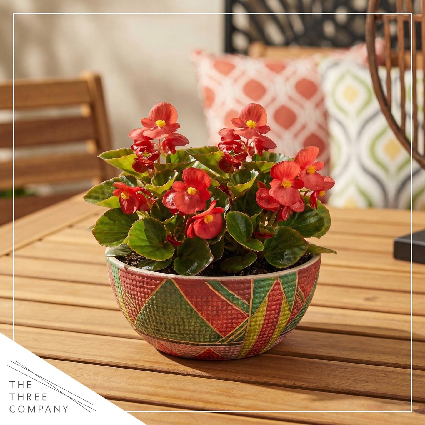 Live Begonia - Dark Leaf Cocktail Red (4 Per Pack), Beautiful Shade Annual, Ships 8" Tall by 4" Wide in 1 Pt Pot