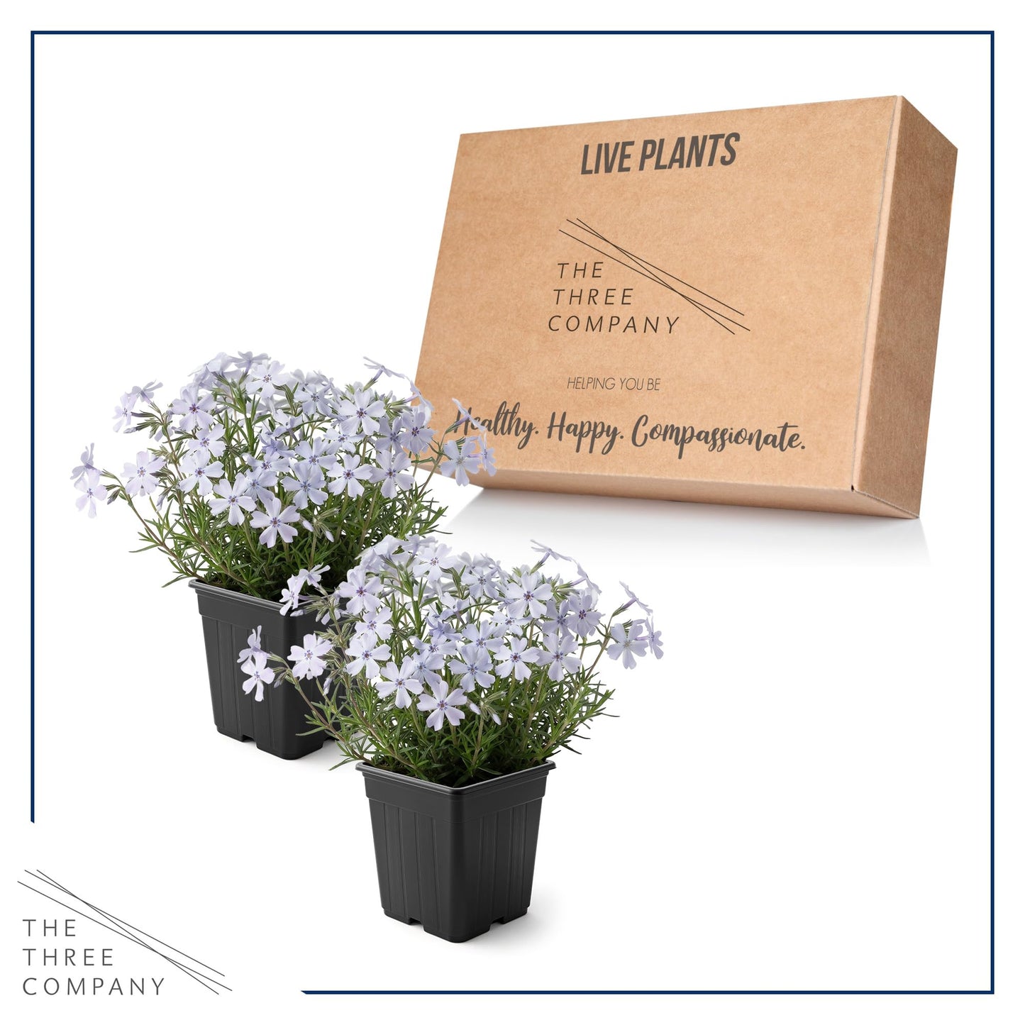 Live Creeping Phlox 2-Pack – Blue – Spring Groundcover Perennial, Sun Garden Plant, 6” Tall, 1 Qt Pot