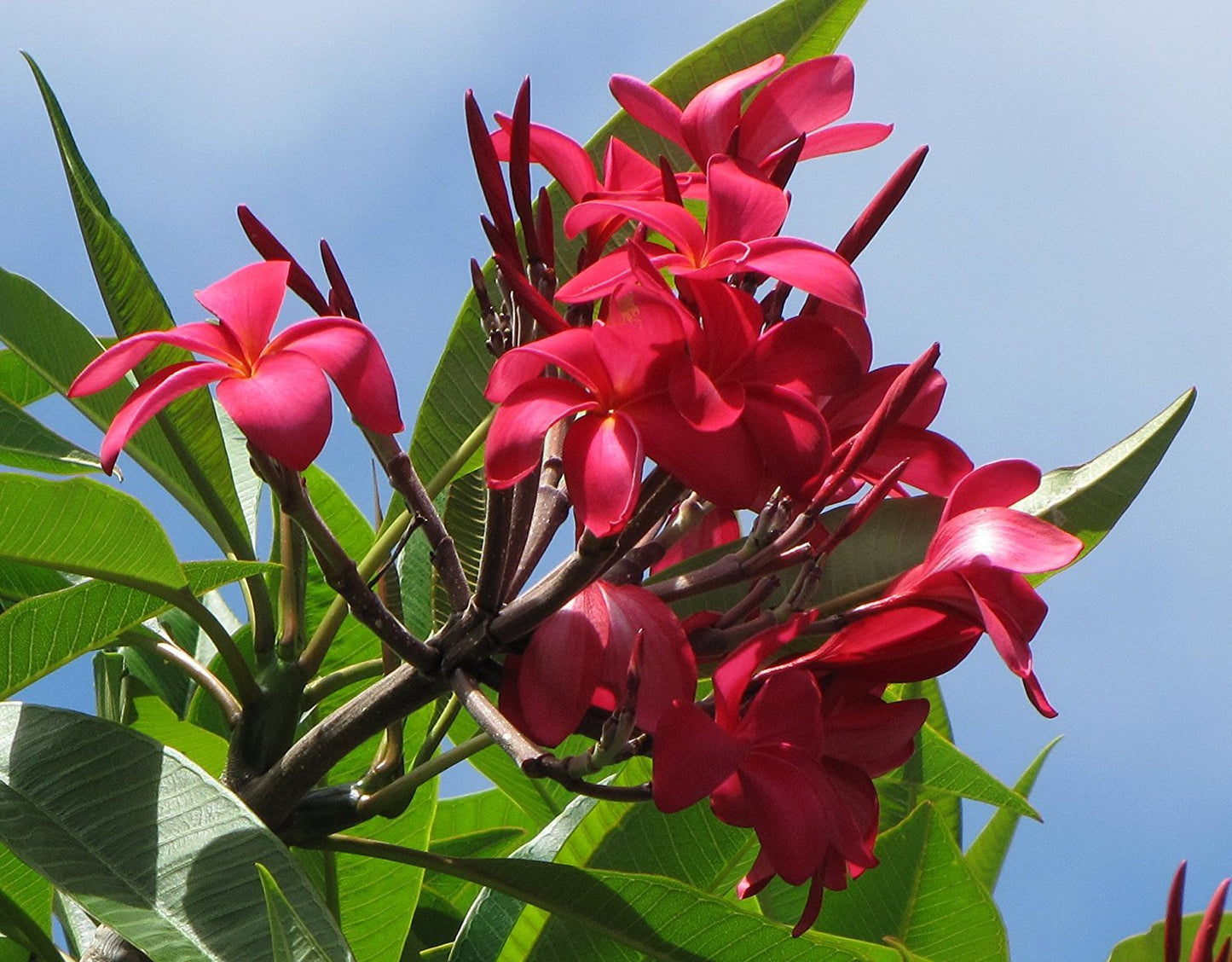 2 Hawaiian Red Plumeria Cuttings Grown in Hawaii