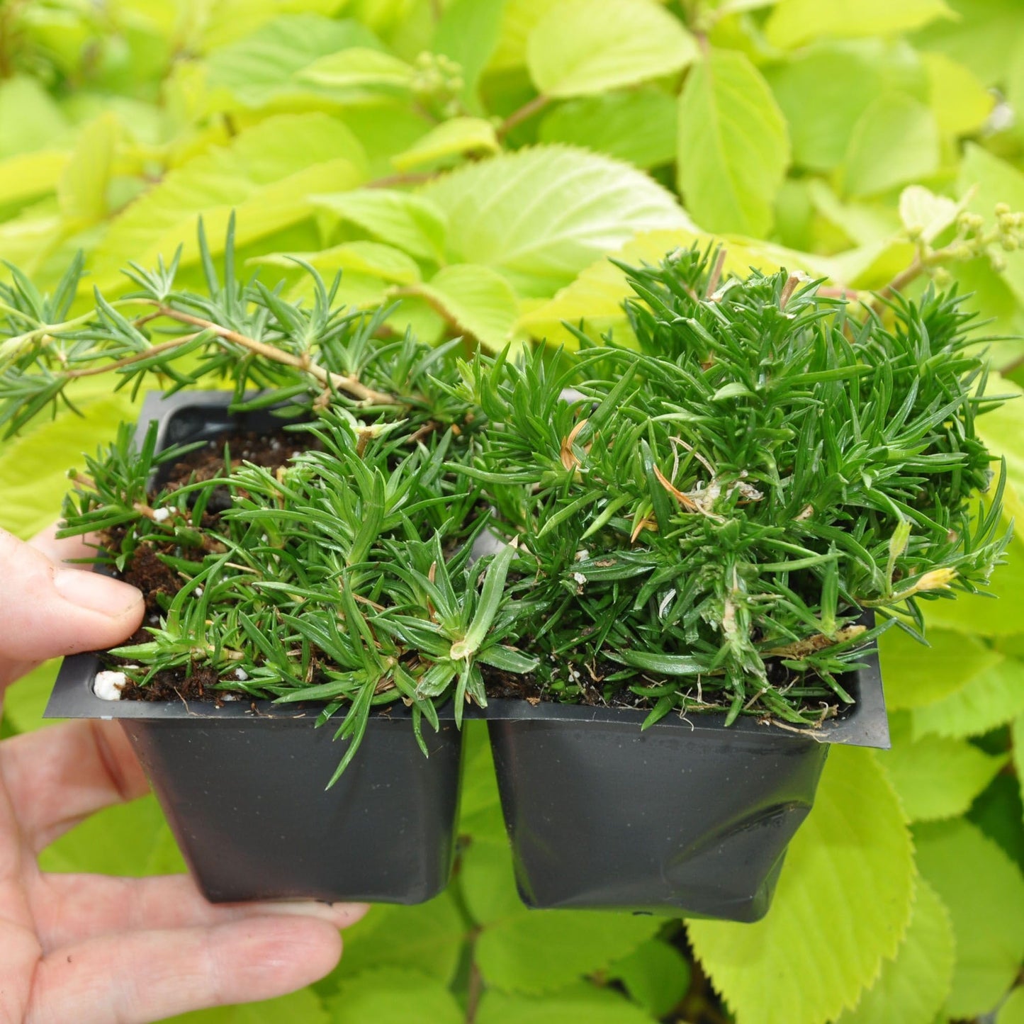 Phlox subulata ‘Amazing Grace’, Creeping Phlox, Moss Phlox, Moss Pinks, Ground Cover, Evergreen with Showy White Flowers, Container Size: 4X 2.63x1.72x2.75