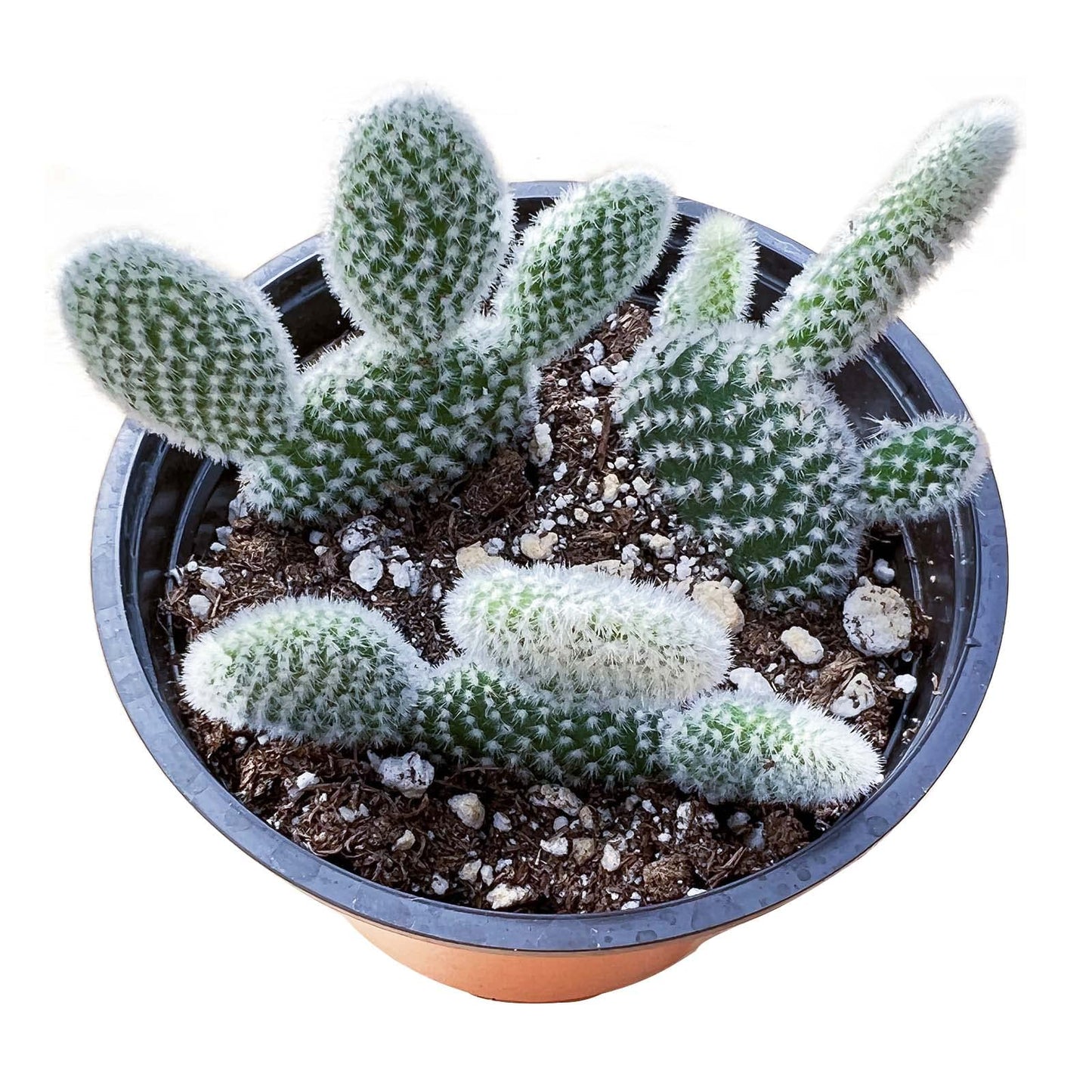 Sprout N Green Opuntia microdasys albata 'Bunny Ears', Live Cactus Plant Rooted in 4in Nursery Pot, Indoor Outdoor Office Home Holiday Décor