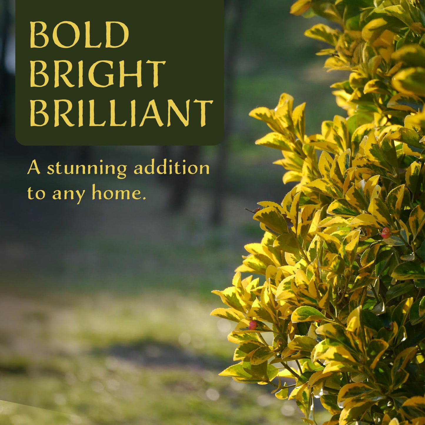3 Golden Euonymus Shrubs | Live Plants in 2.5-inch Nursery Cubes | Japonica ‘Aureo-Marginatus’ Variety | Easy-Care Evergreen | Variegated Yellow-Green Foliage | Hedges & Shrubs for Home & Garden