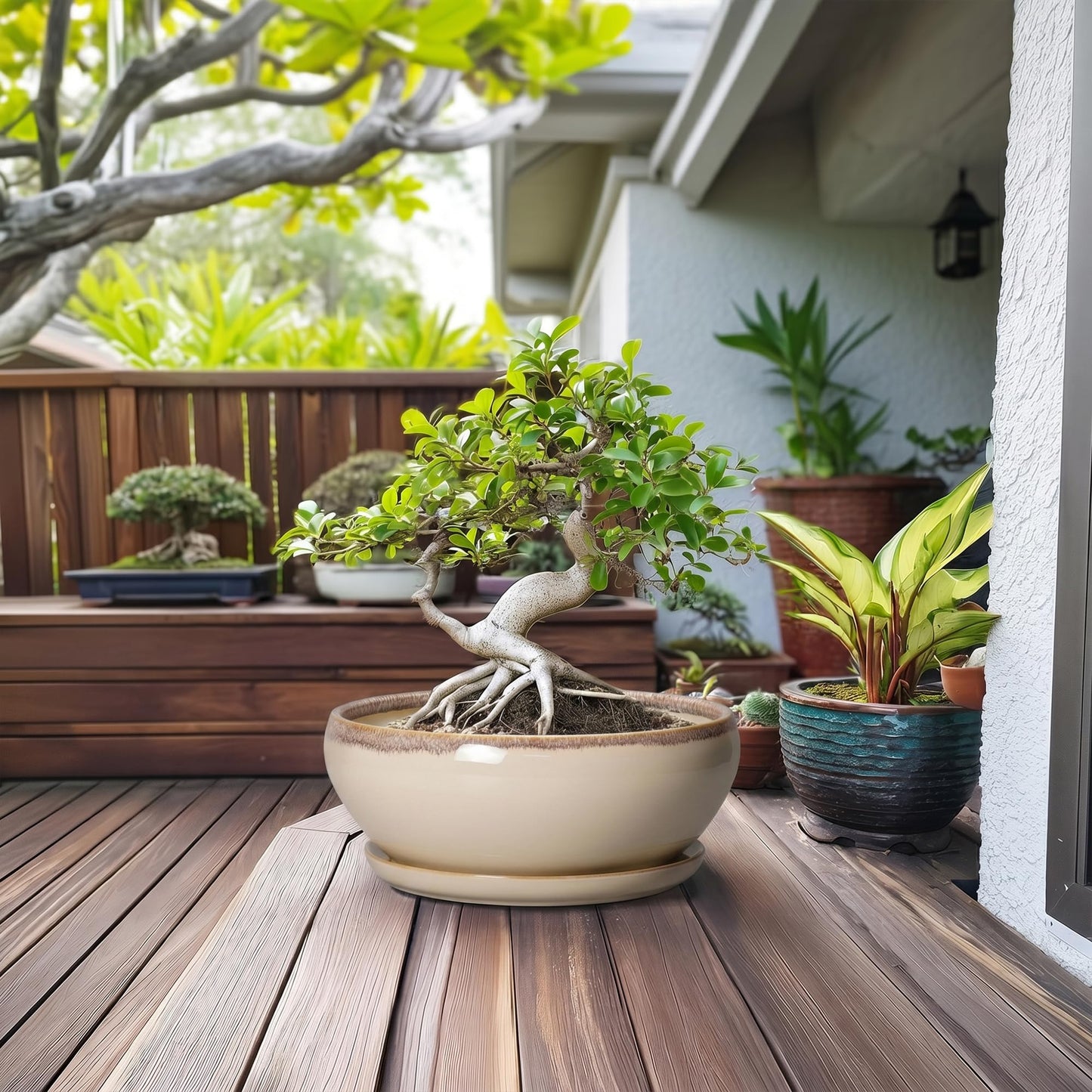 SQOWL Bonsai Pots 12 Inch - Large Ceramic Succulent Planters, Shallow Planter with Drainage Hole and Saucer, Round Bowl Planter for Indoor Outdoor Plants, Home Decor, Plant Lover Gifts, Beige