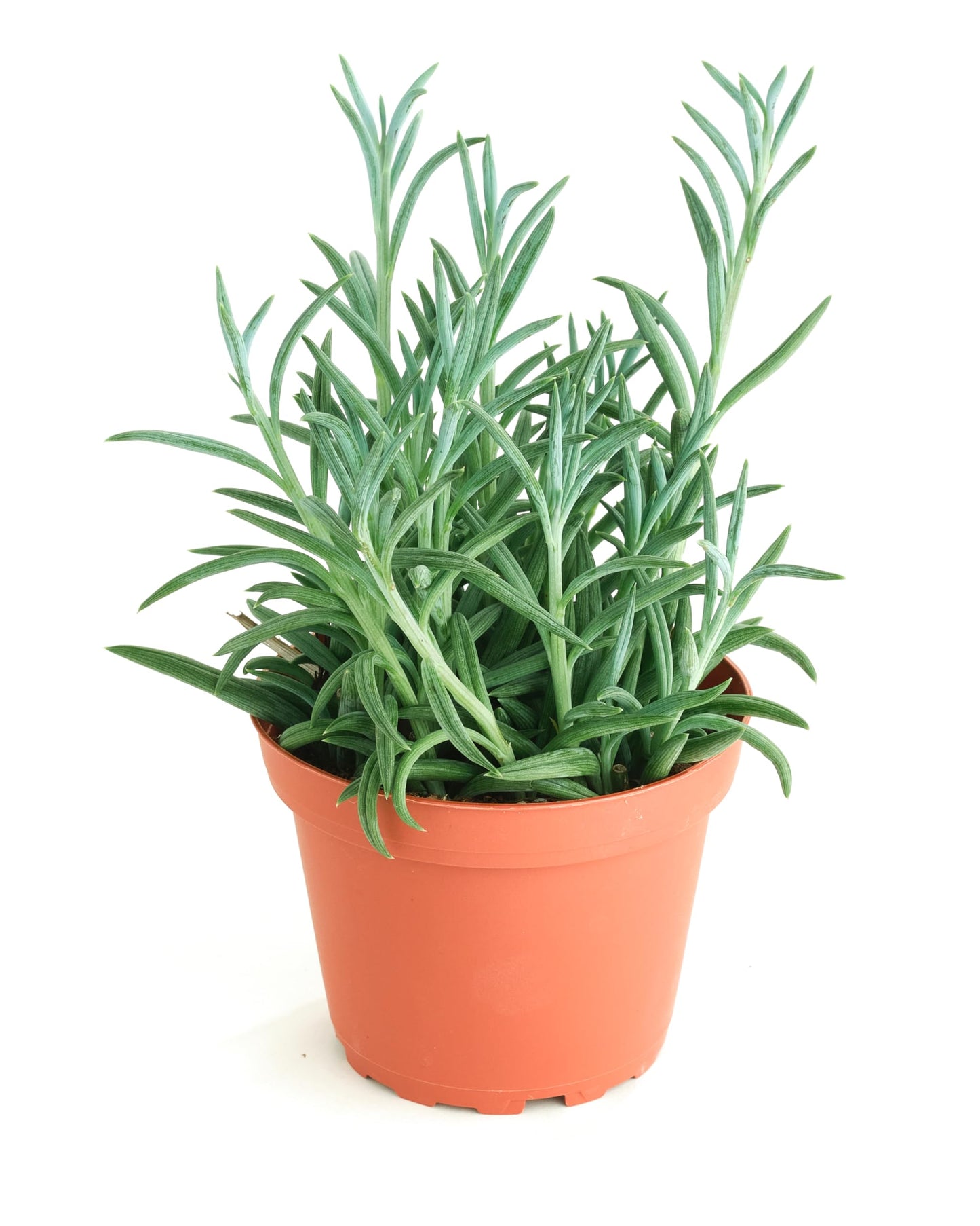 Shop Succulents | String of Succulents Collection | String of Fishhooks Live Outdoor/Indoor Hanging Succulent Plant | Fully Rooted in Soil