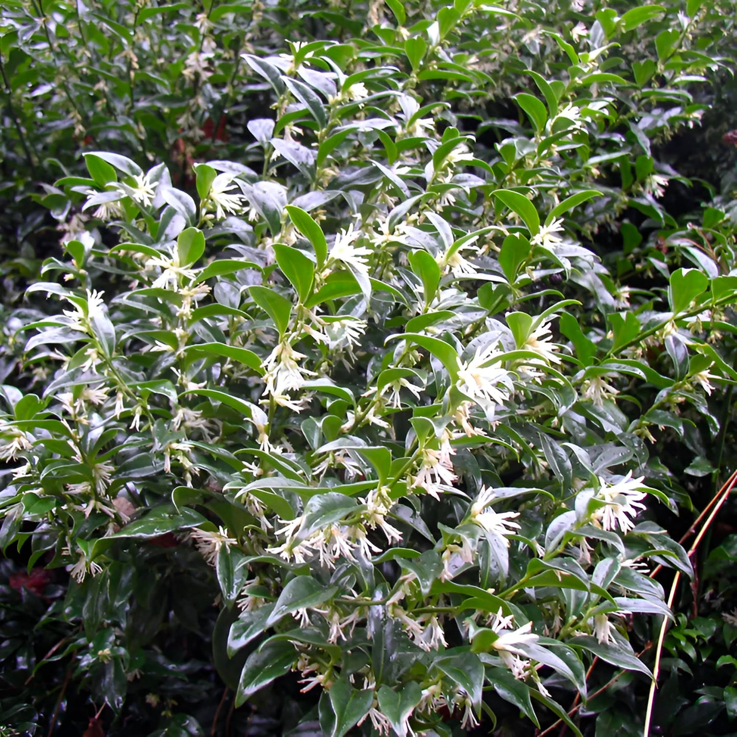Sarcococca Sweet Box – Evergreen Fragrant Shrub with Glossy Green Foliage and Small White Blooms, Low-Maintenance Garden Accent Plant (2 Gallon/Potted/Single)