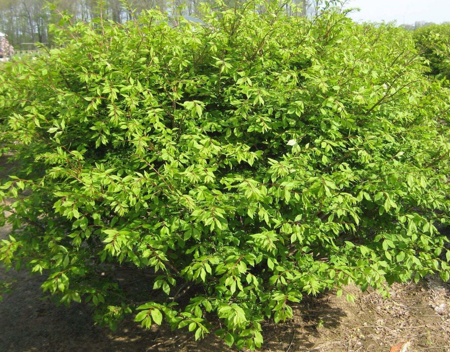 Live Plant - Dwarf Burning Bush/Shrub - Live Plant - Bare Root - 6-12" Tall - Euonymus alatus