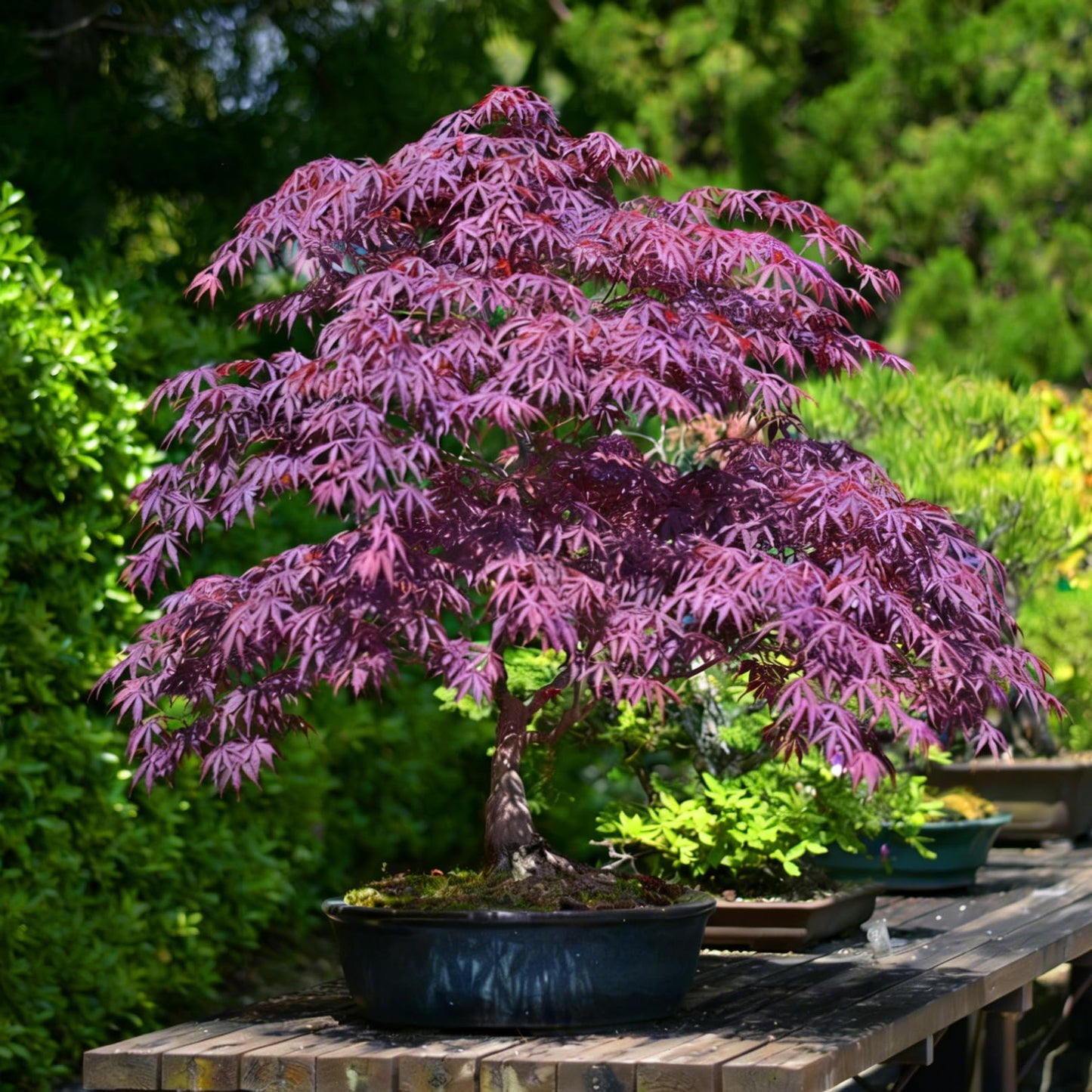 Mixrug Jacaranda Purple Maple Seeds for Planting, 25pcs Rare Perennial Purple Maple Tree Seeds Plants, Non-GMO Heirloom Beauty Trees Plants Home Garden for Outdoors Indoors