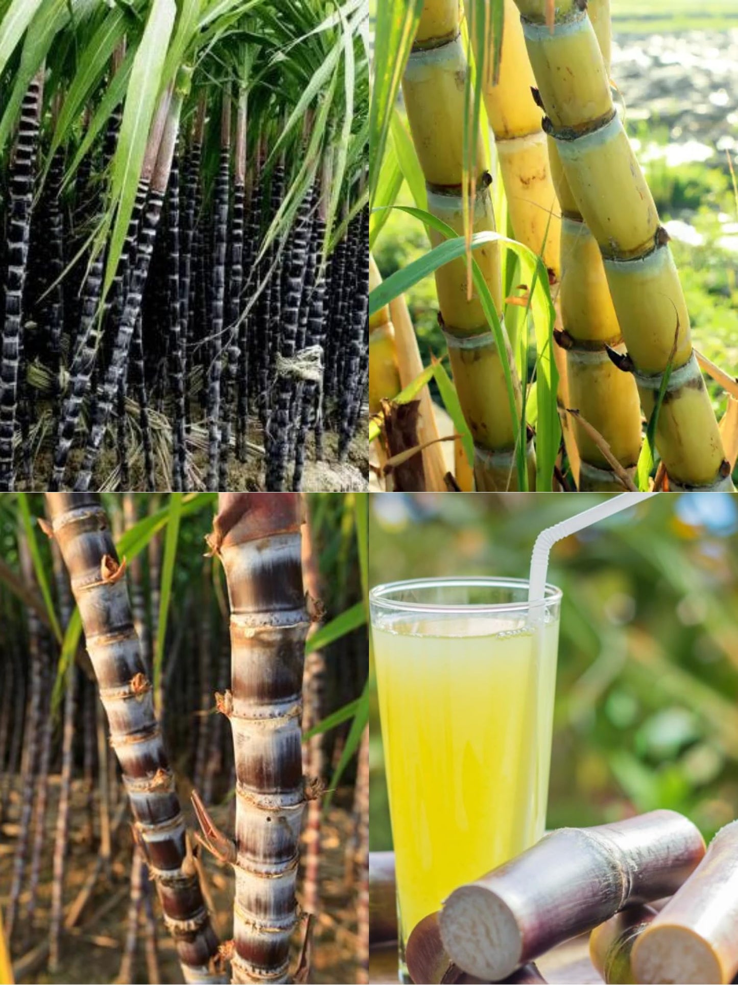 20 Black Purple Sugar Cane Plants Live Cuttings, 1-3 Nodes Ready to Plant, Outdoor Growing Sweet, Fresh Sugar Cane, Fast-Growing