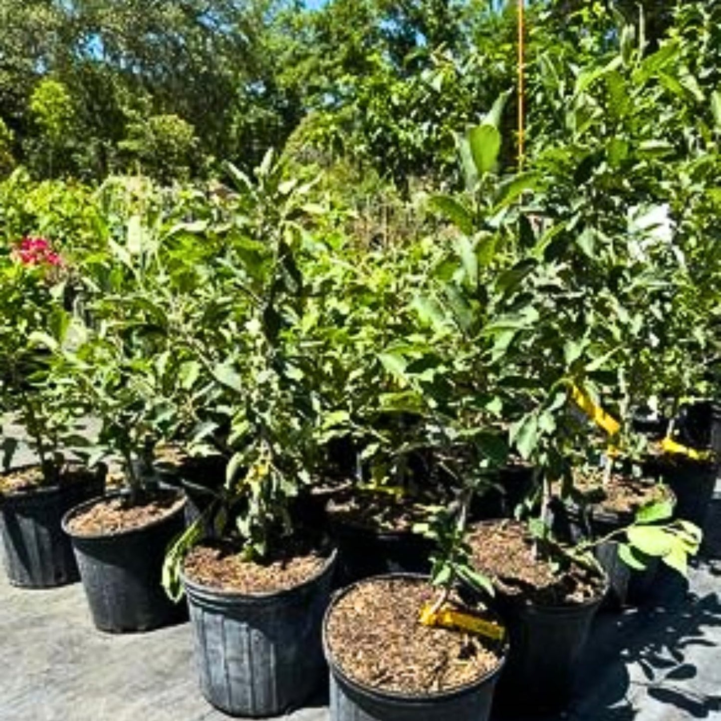 Golden Apple Tree Live Plant for Planting 3 Feet Tall in 5 Gallon Pot, Apple Plant Live to Grow, Delicious Apple Fruit