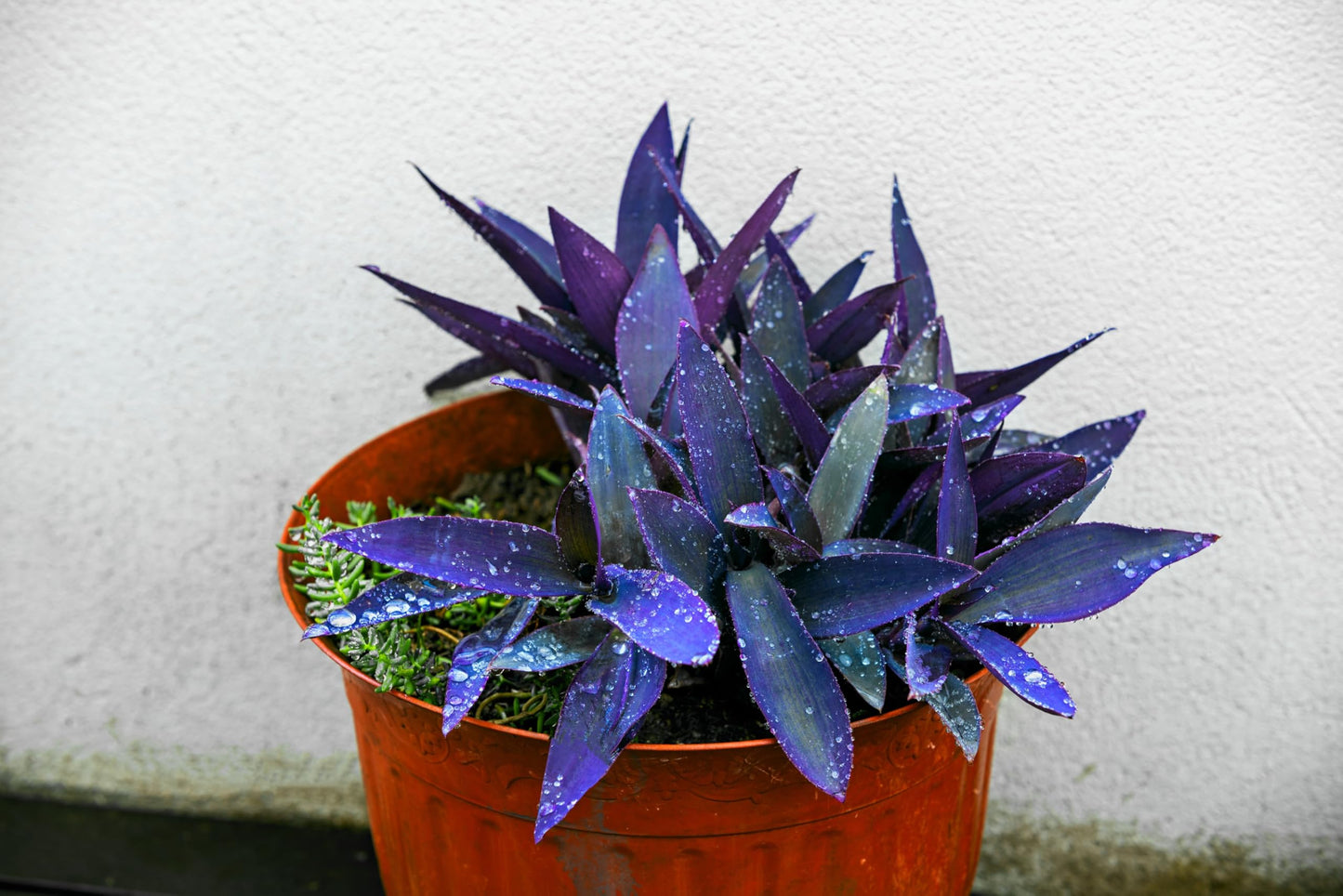 4 Blue Mirage Wandering Dude Cuttings to Grow | 3-4 Inches Long - Tradescantia Spiderwort Cuttings to Grow - Dark Blue/Purple - Easy to Grow Wandering Jew