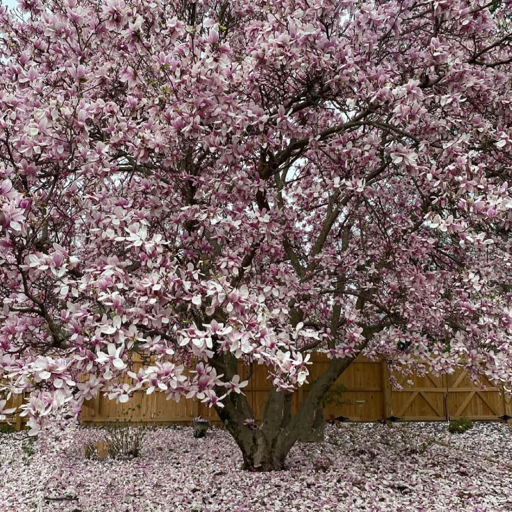 Magnolia Trees Live Plants, Jane Magnolia Tree, Pink Blooms, Well Rooted in 3 Gallon Pot, 3 Feet Tall, Fragrant Pink Flowers for Patio and Garden, No Ship to CA