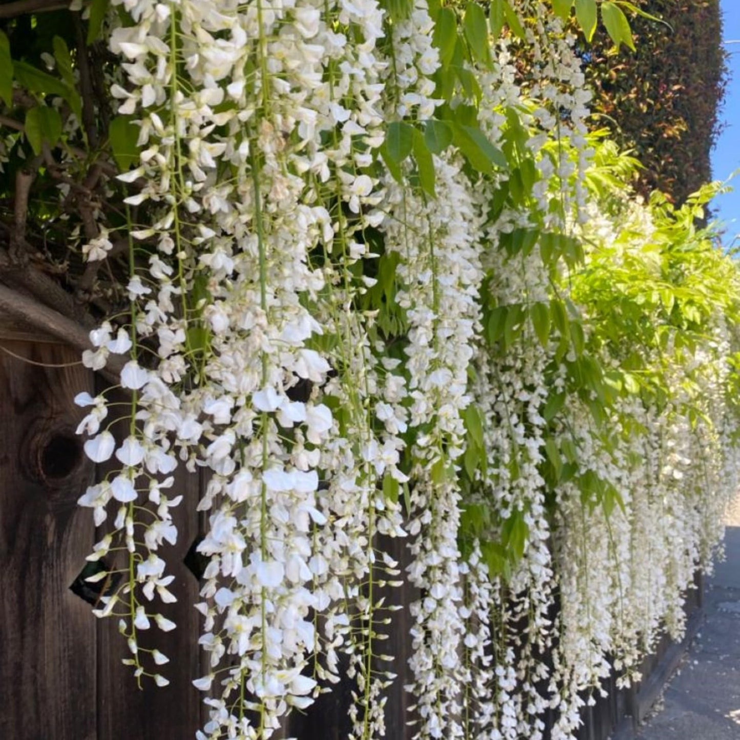 400+ Climbing Weeping Jasmine Flower Seeds for Planting Fragrant Plant Seeds Four Seasons Garden Home Jasmine Garden Balcony Climbing Flower