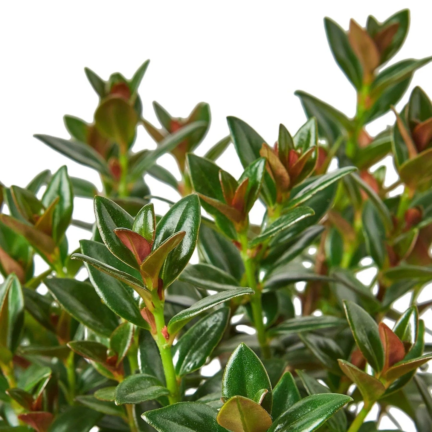 Nematanthus 'Black Gold Fish' | Live Plant for Indoor & Outdoor | for Living Room, Office, Bathroom | (4" Pot)