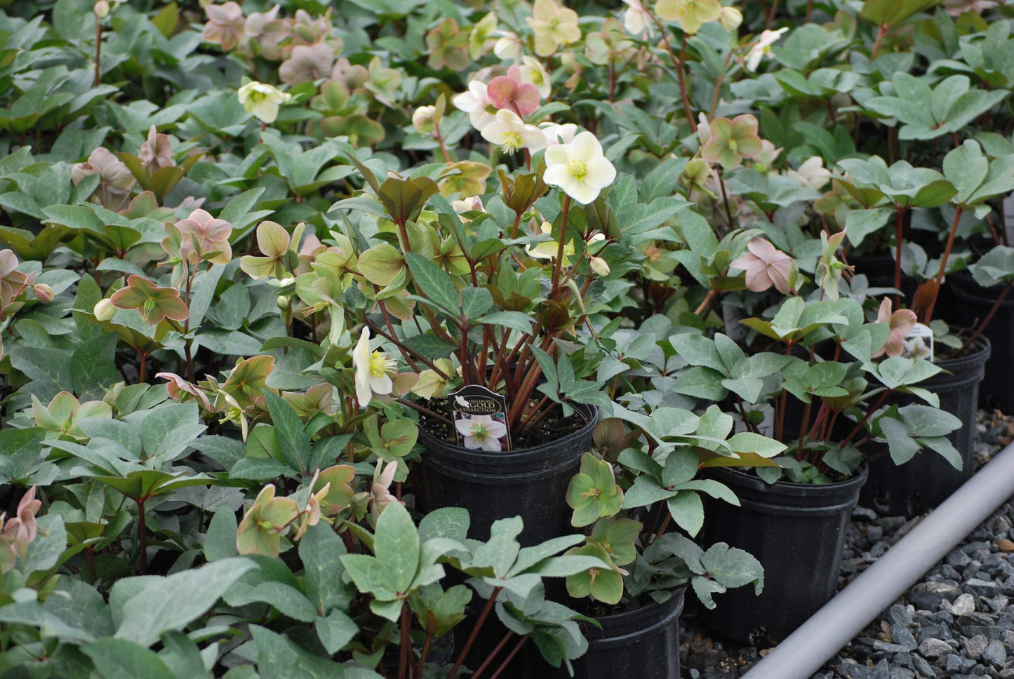 Perennial Farm Marketplace Helleborus ‘Ivory Prince’ (Lenten Rose) Live Perennial, Size-Quart, Ivory Late Winter to Spring Flowers with Evergreen Foliage