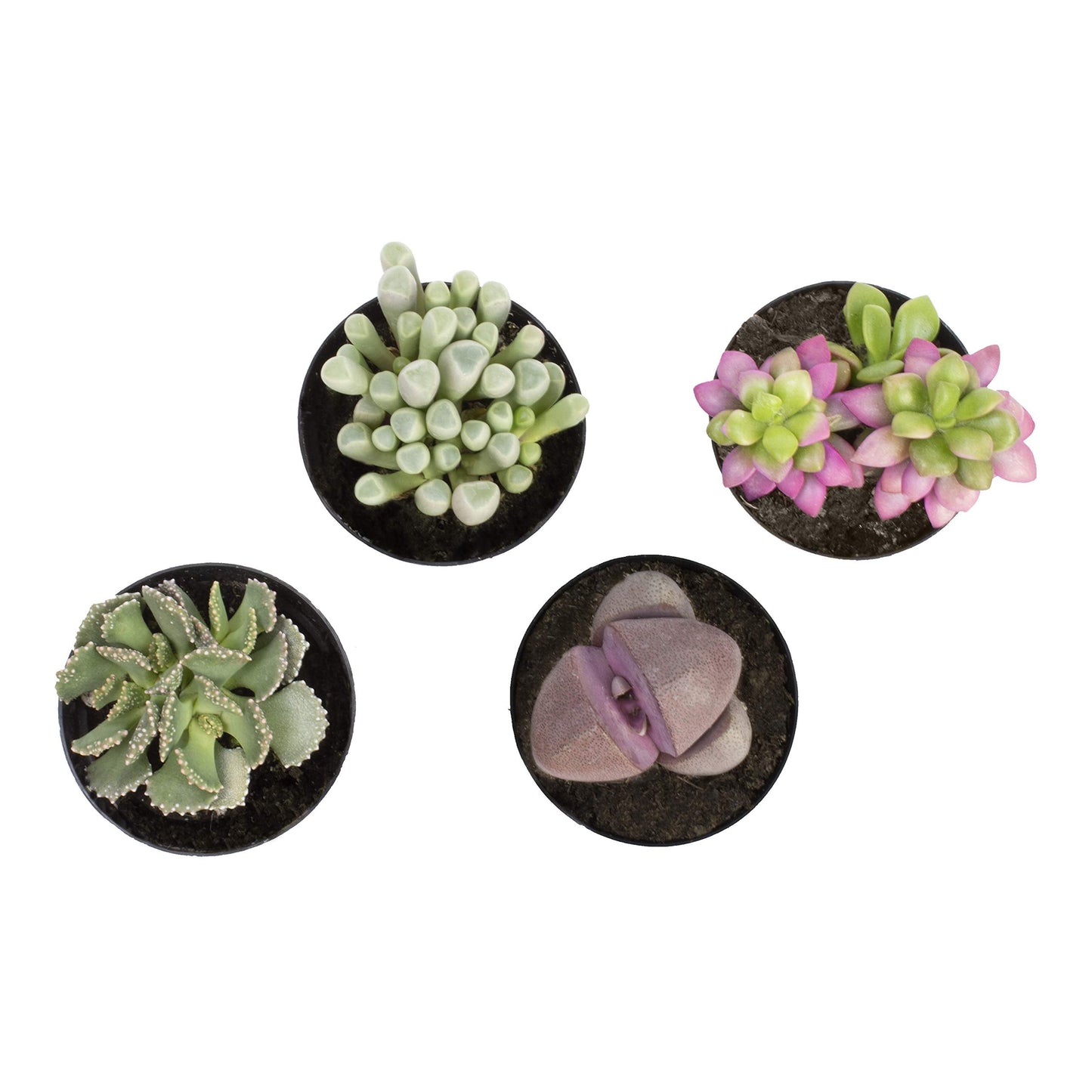 Altman Plants, Mimicry Succulents Plants Live Mini Succulents (4 Pack), Lithops Live Plants Outdoor or Live Indoor Plants, Living Stones Succulent Plants Live Houseplants, Succulent Plant House Plants