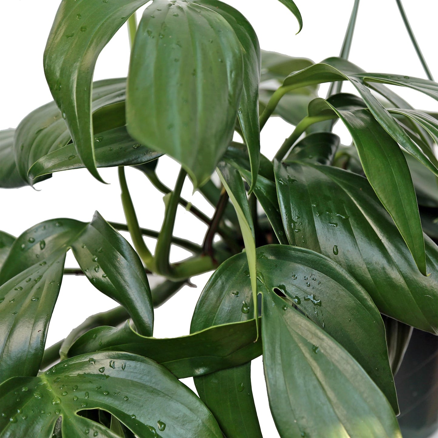 Live Philodendron Dragon Tail, Rare Houseplant, Birthday Gift, Plant Lover Gift, Housewarming Gift, Christmas Gift, Mother's Day Gift, Indoor Potted Plant, Plant Decoration in 8" Hanging Basket