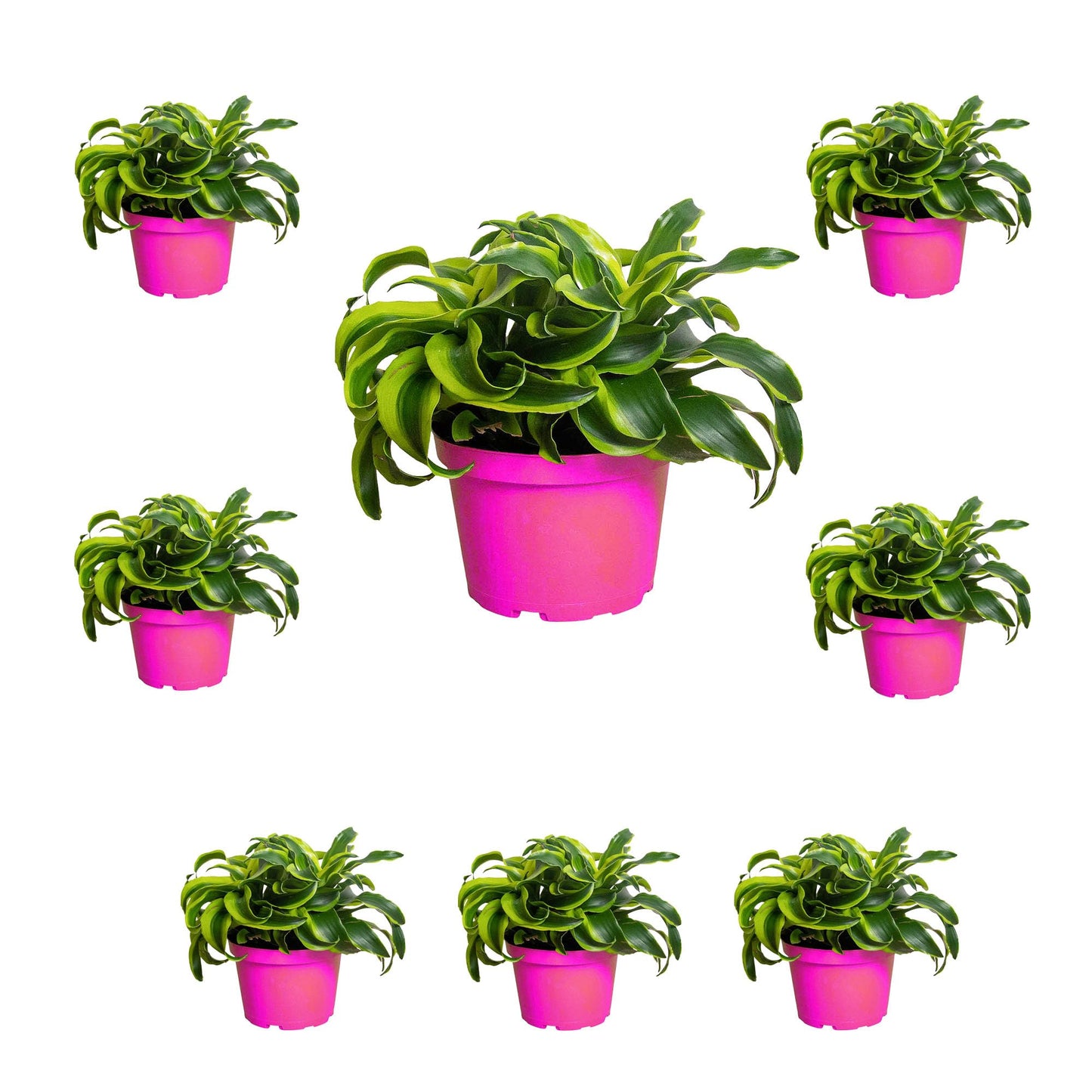 8 Pack Dracaena 'Tornado' in 4in Pot - Live Plants Tropical Houseplants | Variegated | USA Growers | The Snobby Leaf