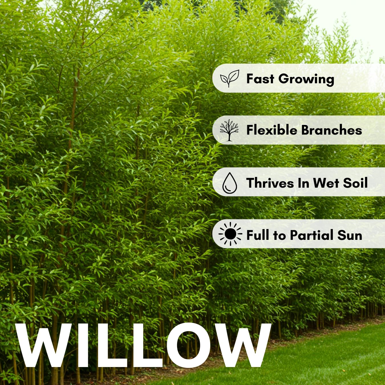 Hybrid Willow Tree Plants for Growing | Fast Privacy Hedge Row, Wind Block, Shade | Fast Growing - 12 Feet Per Year, Fast Growing Trees (10 Trees)