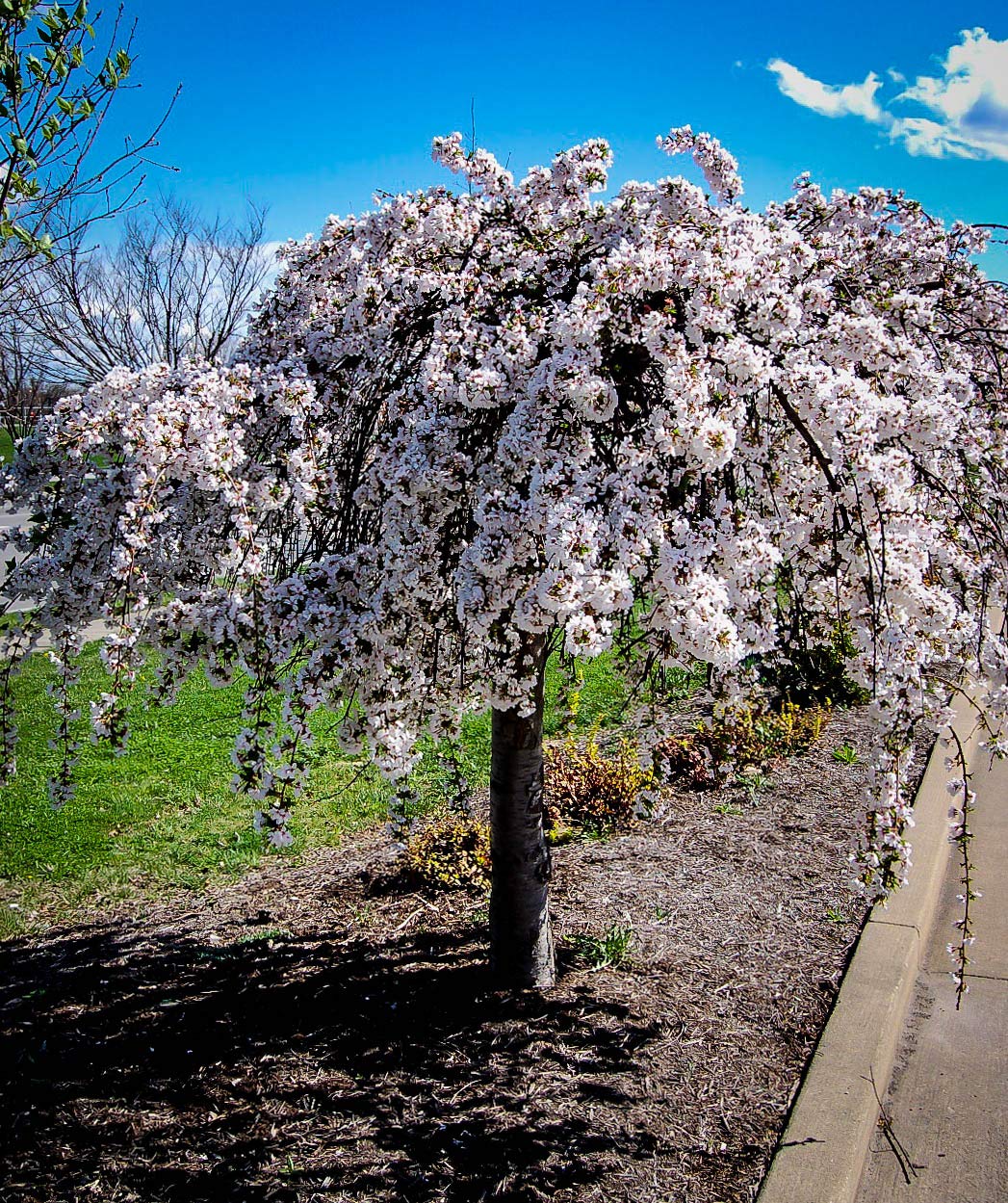 Weeping Cherry Blossom Tree Plant, 8 to 12 Inch Tall Dwarf Weeping Cherry Blossom Tree Plant, Live Cherry Blossom Plant in Pot, White Cherry Flower Plant