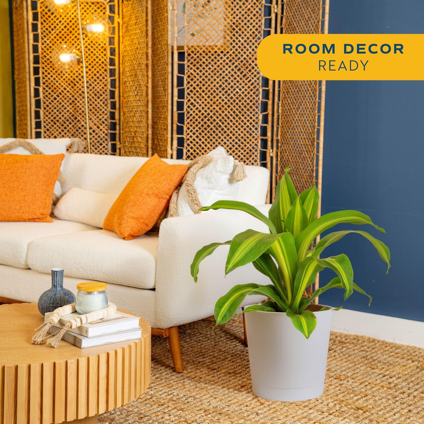 Costa Farms Dracaena Golden Heart Live Indoor Plant, Easy to Grow Houseplant in Decor Plant Pot, Potting Soil Mix, Living Room Home and Office Decor, Housewarming Gift, 2-3 Feet Tall
