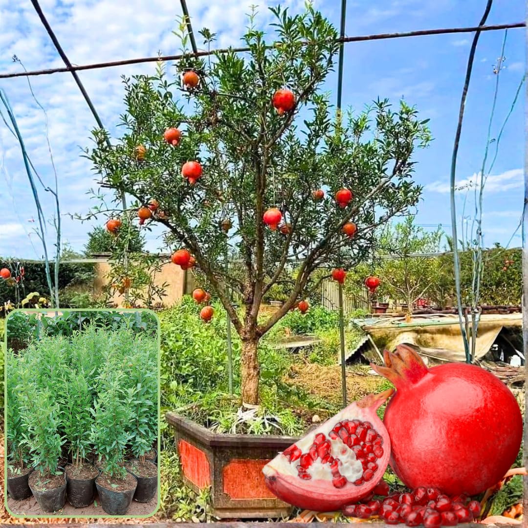 Pomegranate Tree Live Plant, Starter Size 1 Year Old Seedling in 4" Pot, Sweet Pomegranate for Indoor Outdoor Spring Planting