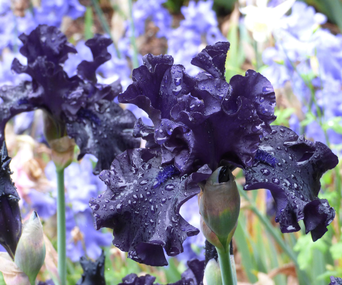 Raven Girl Bearded Iris Plant Potted, Deep Black Purple Flowers, Stargazer Perennials